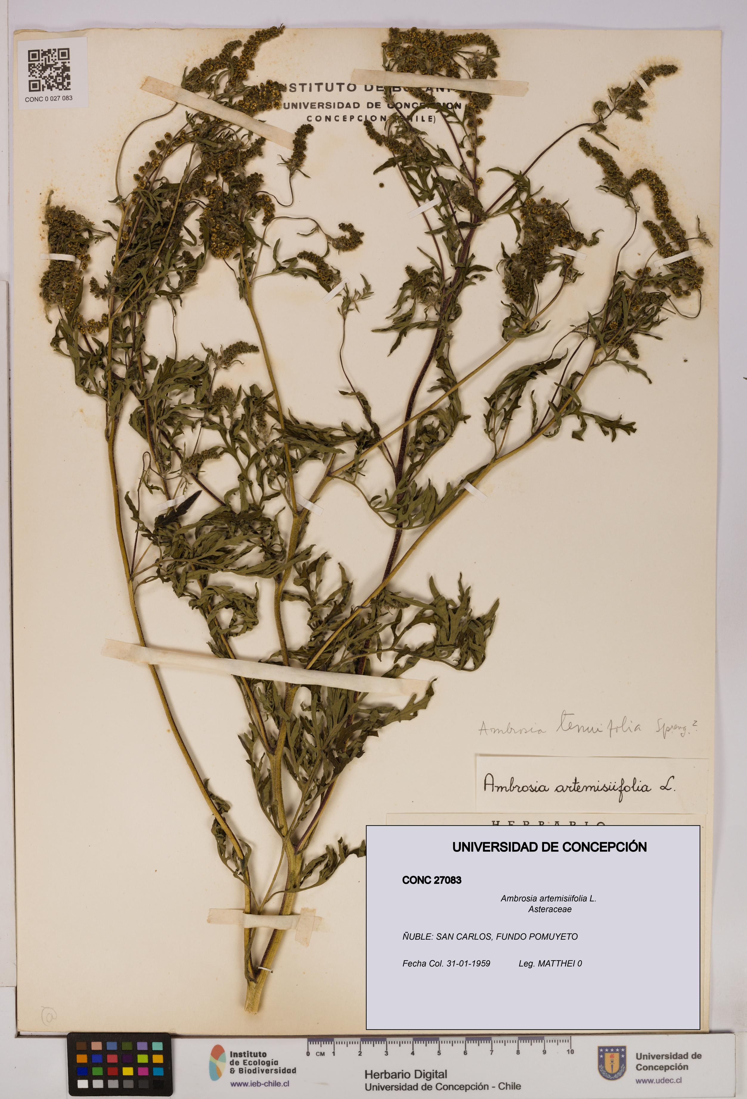 Ambrosia artemisiifolia [Espécimen: UDEC:CONC:0027083]
