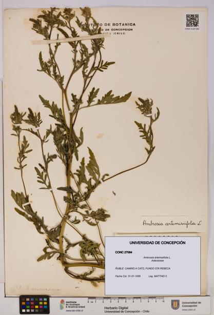 Ambrosia artemisiifolia [Espécimen: UDEC:CONC:0027084]