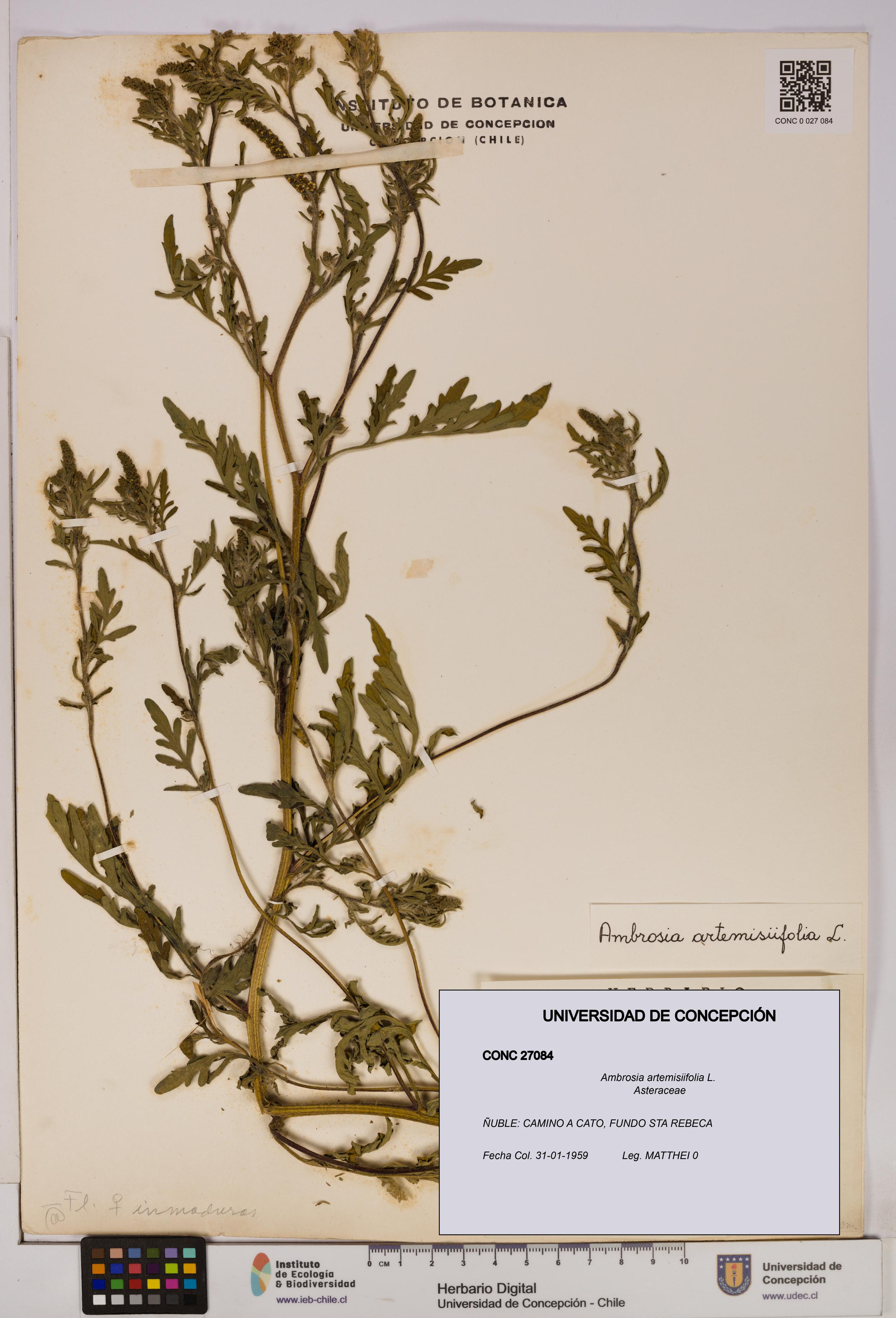 Ambrosia artemisiifolia [Espécimen: UDEC:CONC:0027084]
