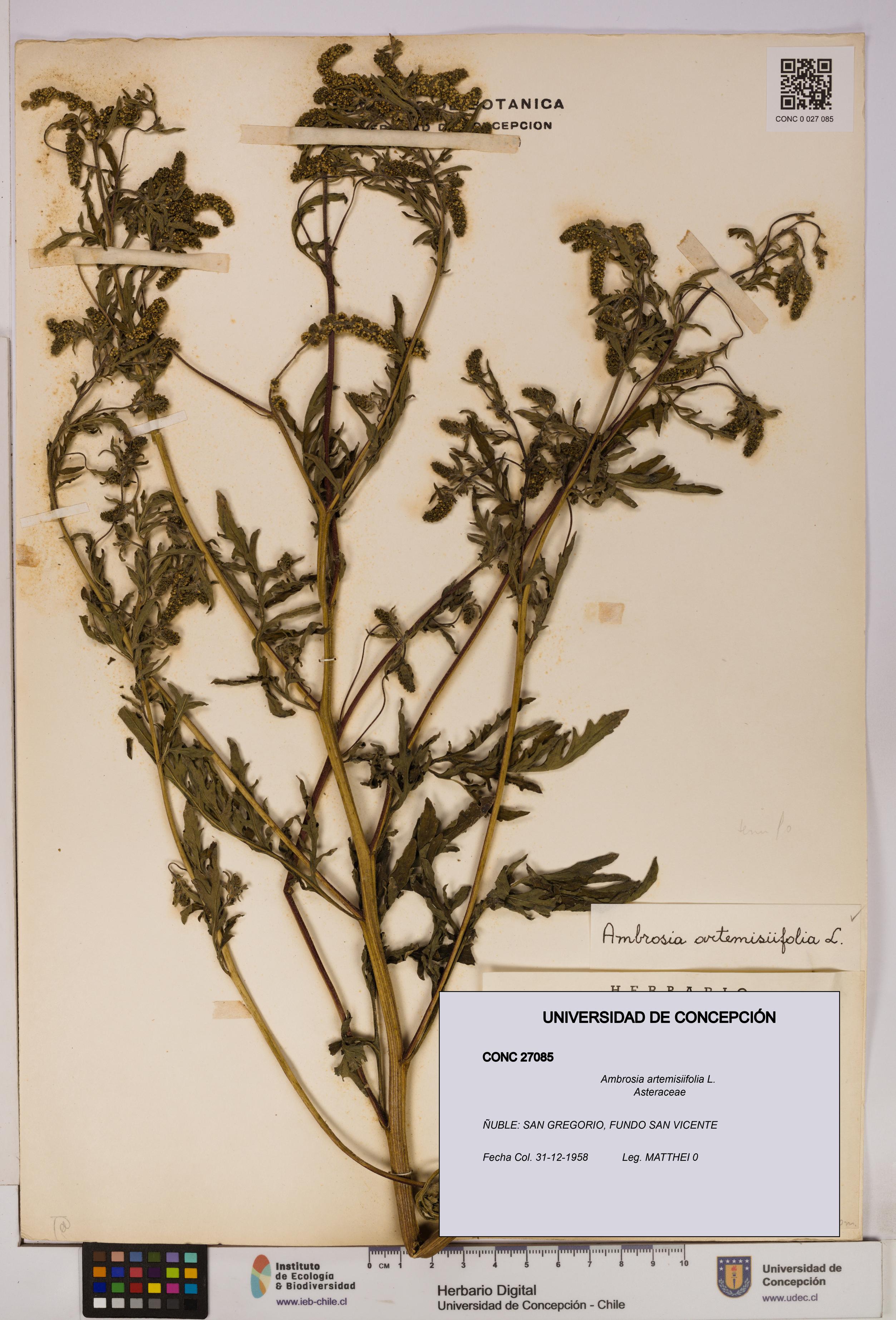 Ambrosia artemisiifolia [Espécimen: UDEC:CONC:0027085]