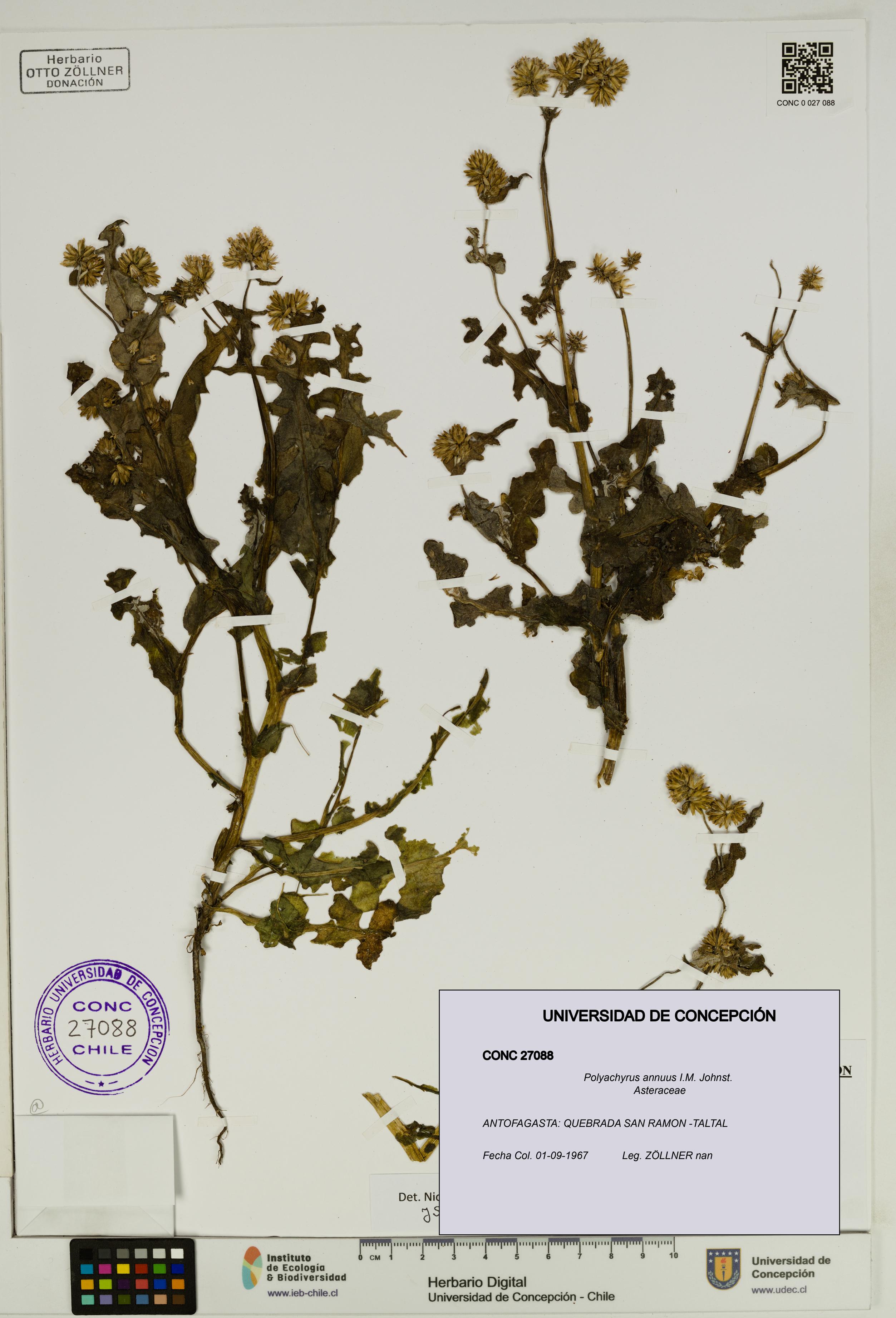Polyachyrus annuus [Espécimen: UDEC:CONC:0027088]