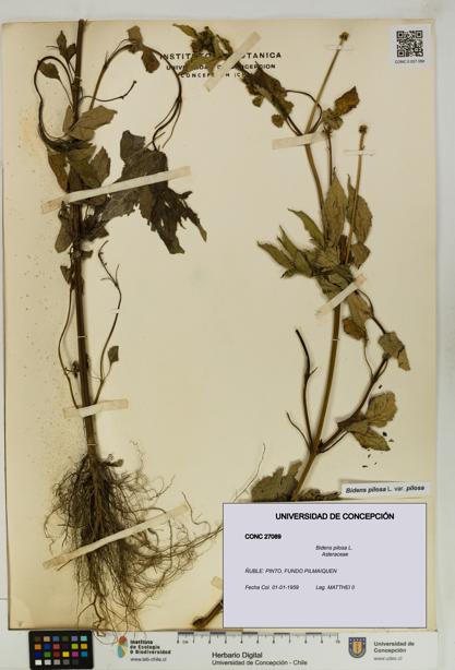 Bidens pilosa [Espécimen: UDEC:CONC:0027089]