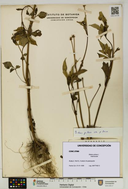 Bidens pilosa [Espécimen: UDEC:CONC:0027090]