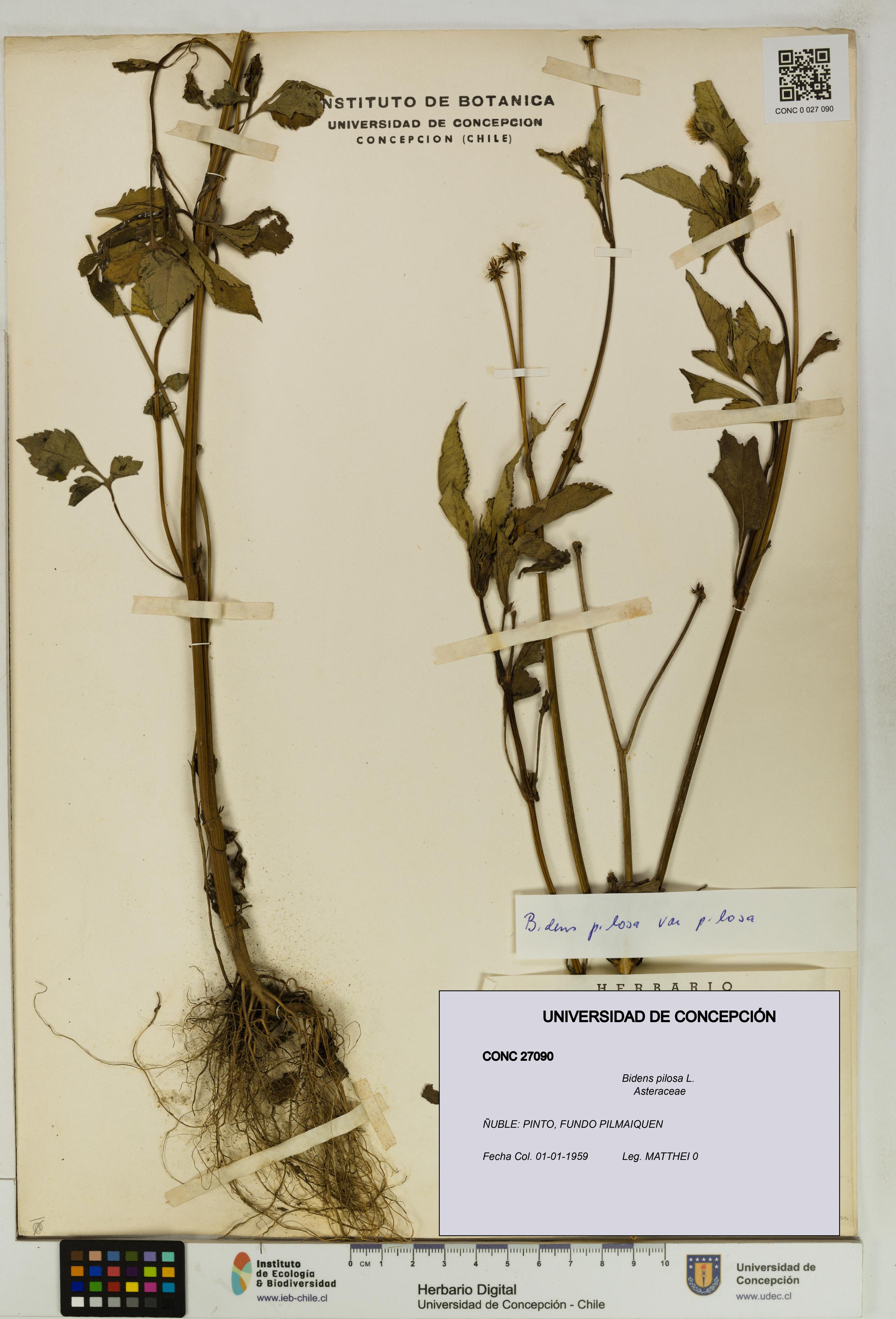 Bidens pilosa [Espécimen: UDEC:CONC:0027090]