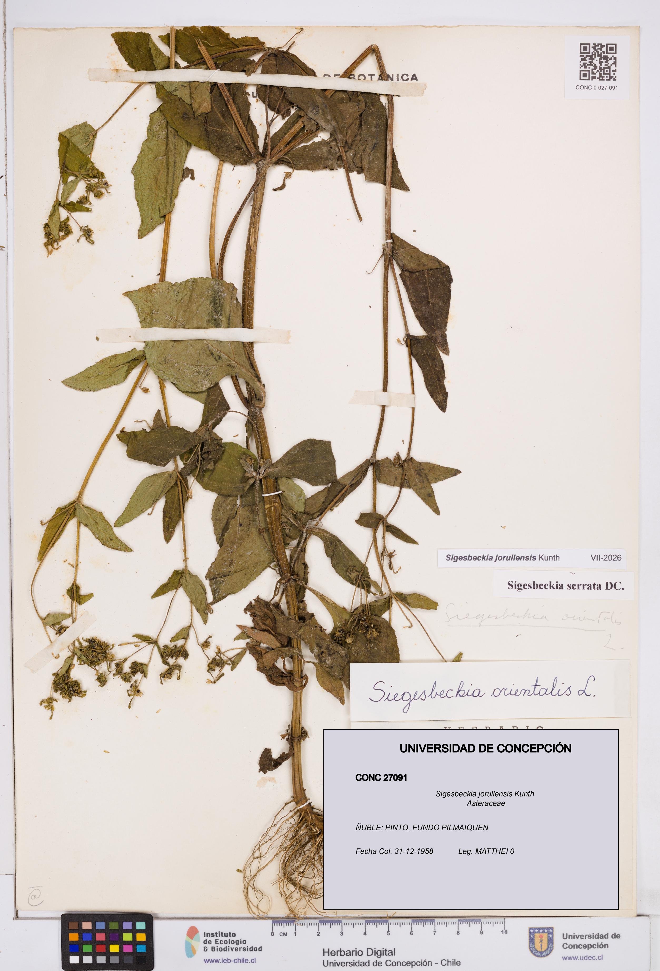 Sigesbeckia jorullensis [Espécimen: ]