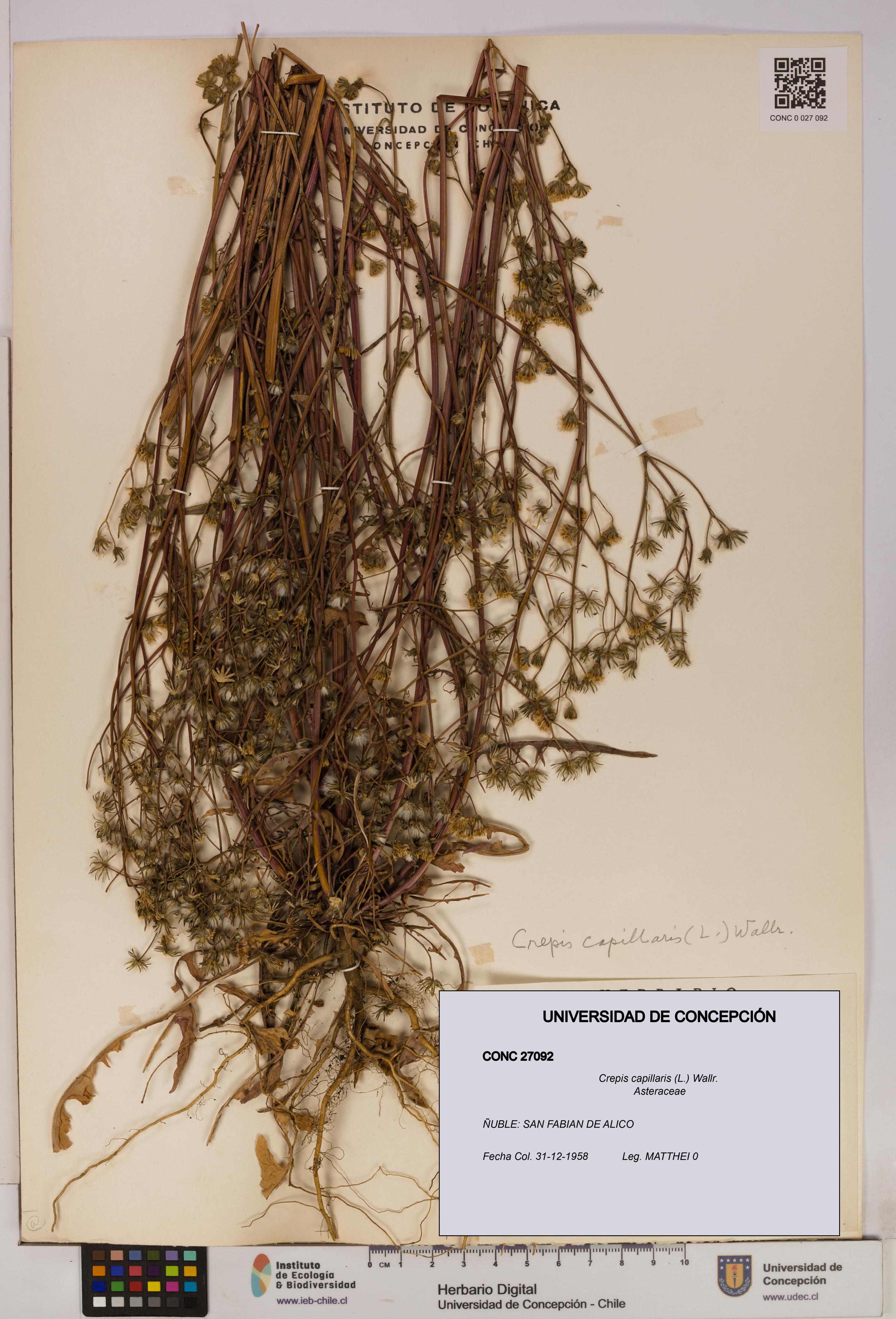 Crepis capillaris [Espécimen: UDEC:CONC:0027092]