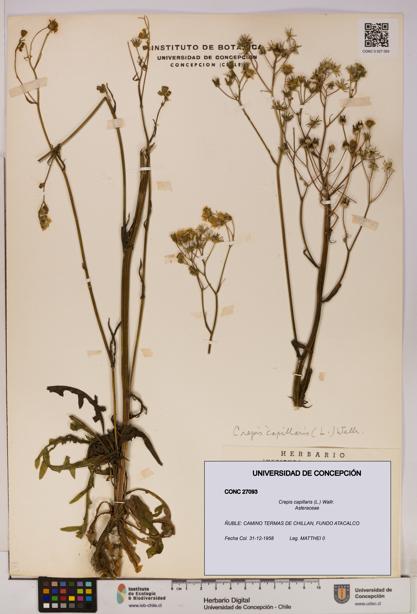 Crepis capillaris [Espécimen: UDEC:CONC:0027093]