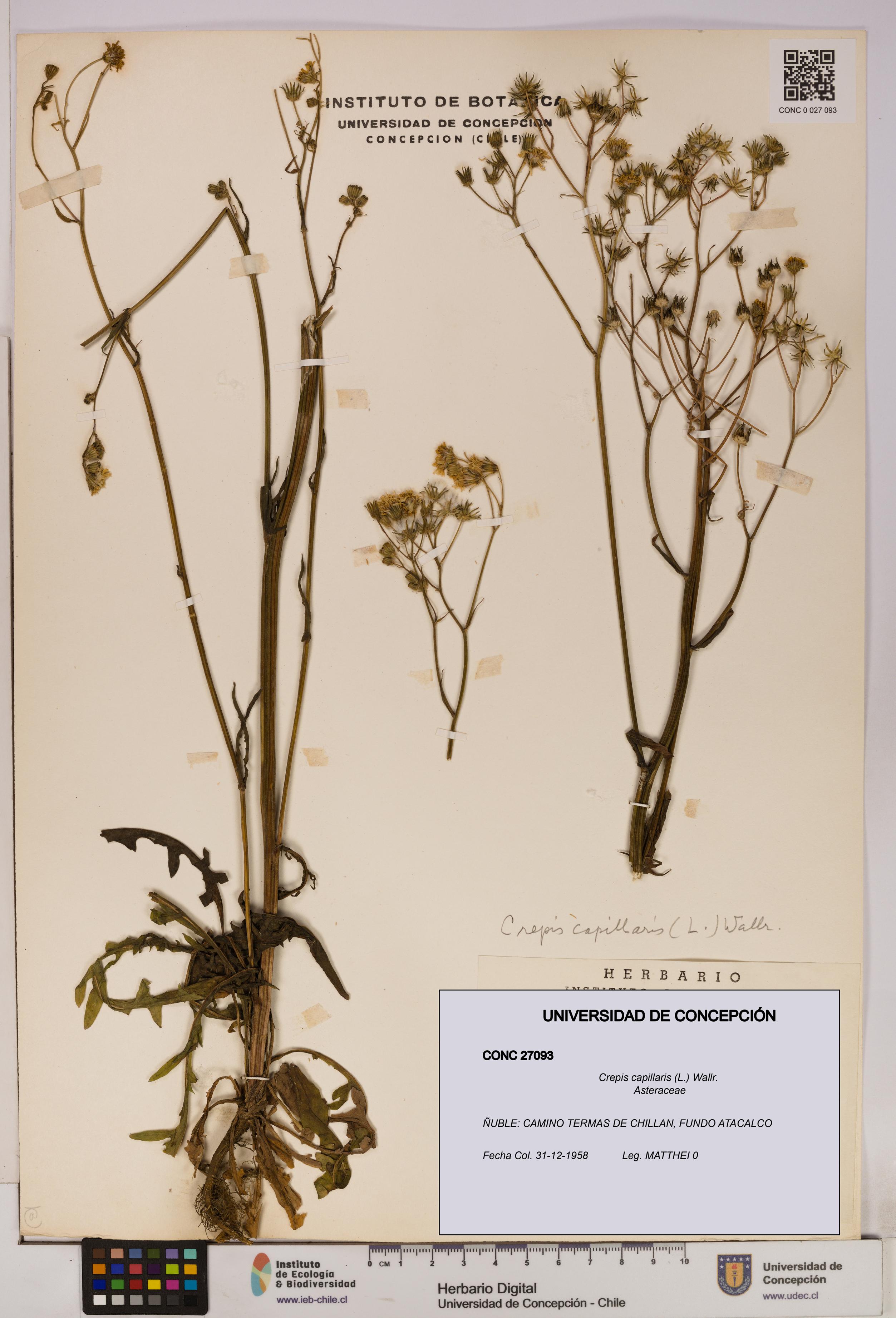 Crepis capillaris [Espécimen: UDEC:CONC:0027093]