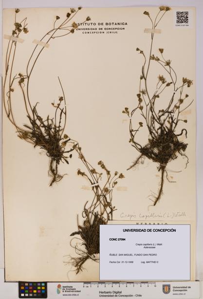 Crepis capillaris [Espécimen: UDEC:CONC:0027094]