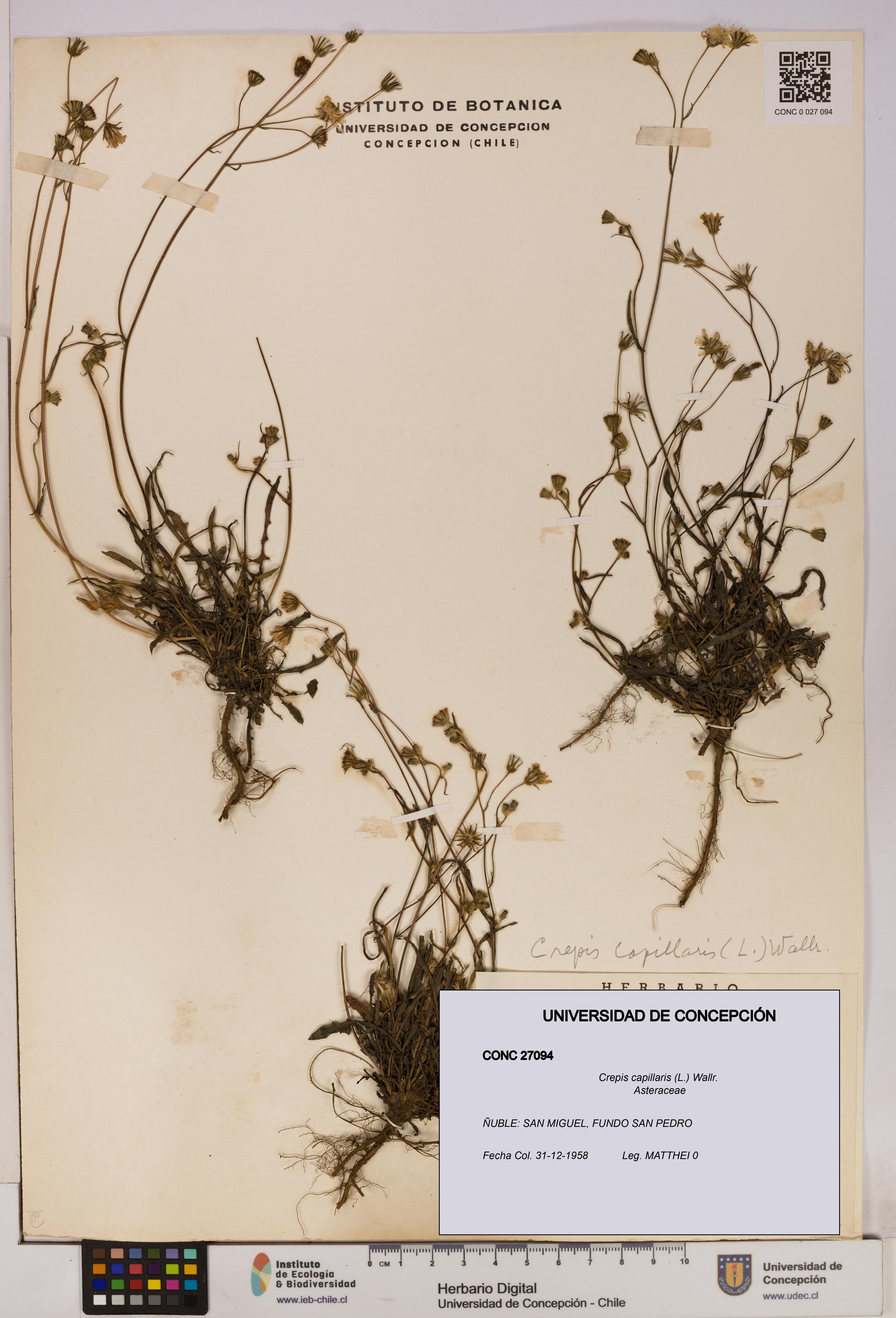 Crepis capillaris [Espécimen: UDEC:CONC:0027094]