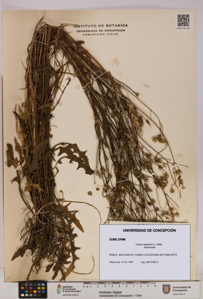 Crepis capillaris [Espécimen: UDEC:CONC:0027095]