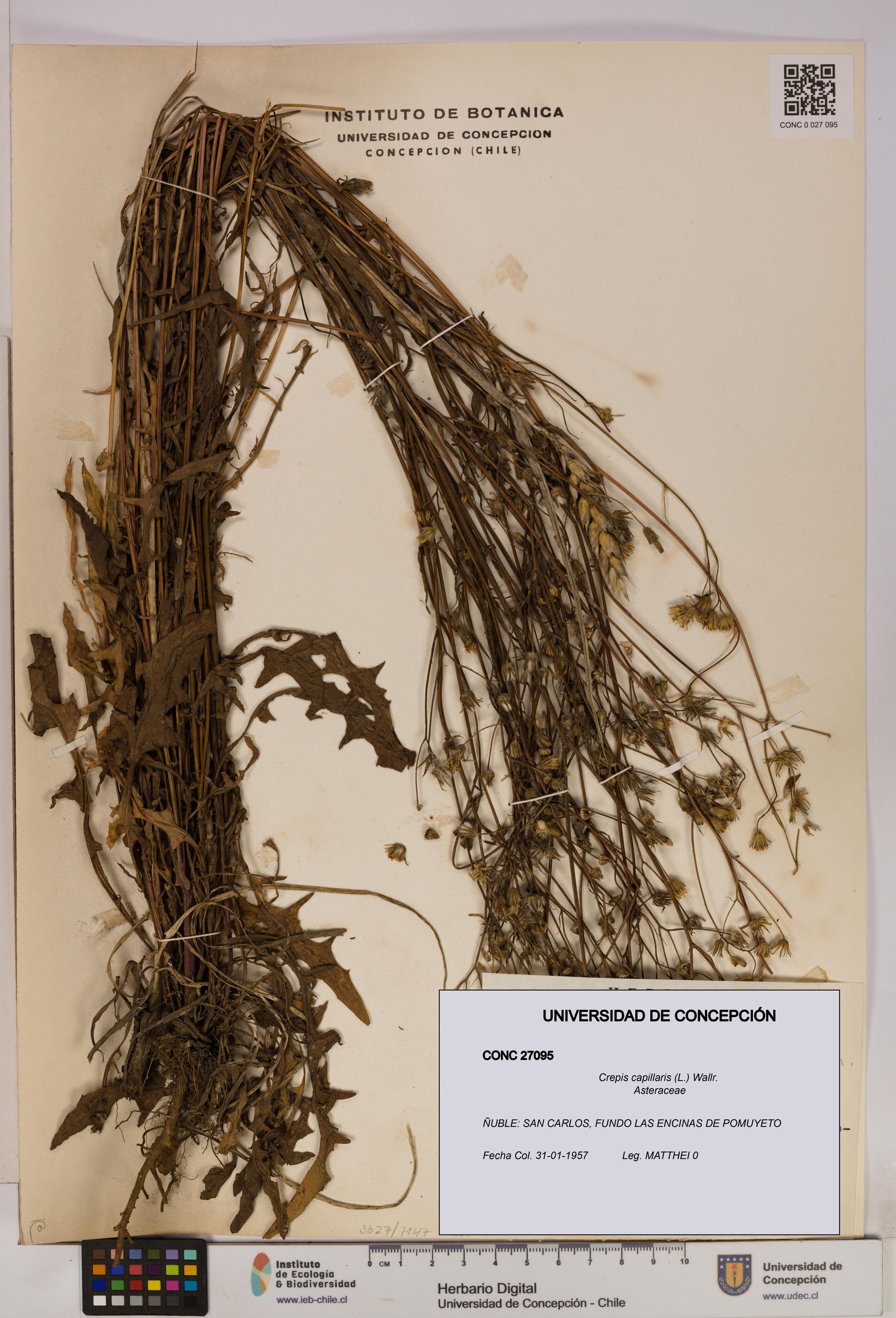 Crepis capillaris [Espécimen: UDEC:CONC:0027095]