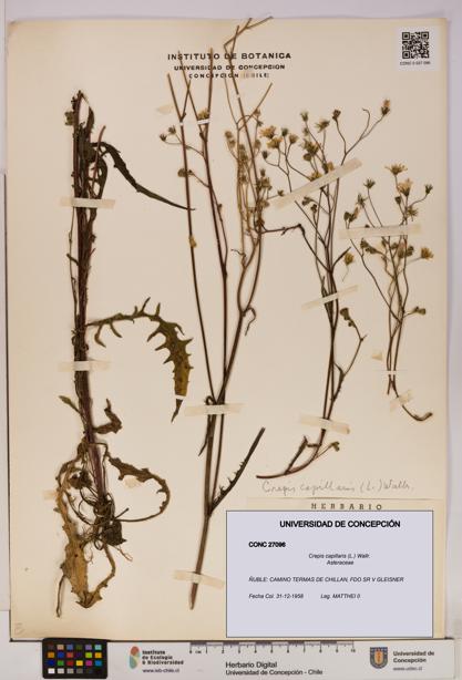 Crepis capillaris [Espécimen: UDEC:CONC:0027096]