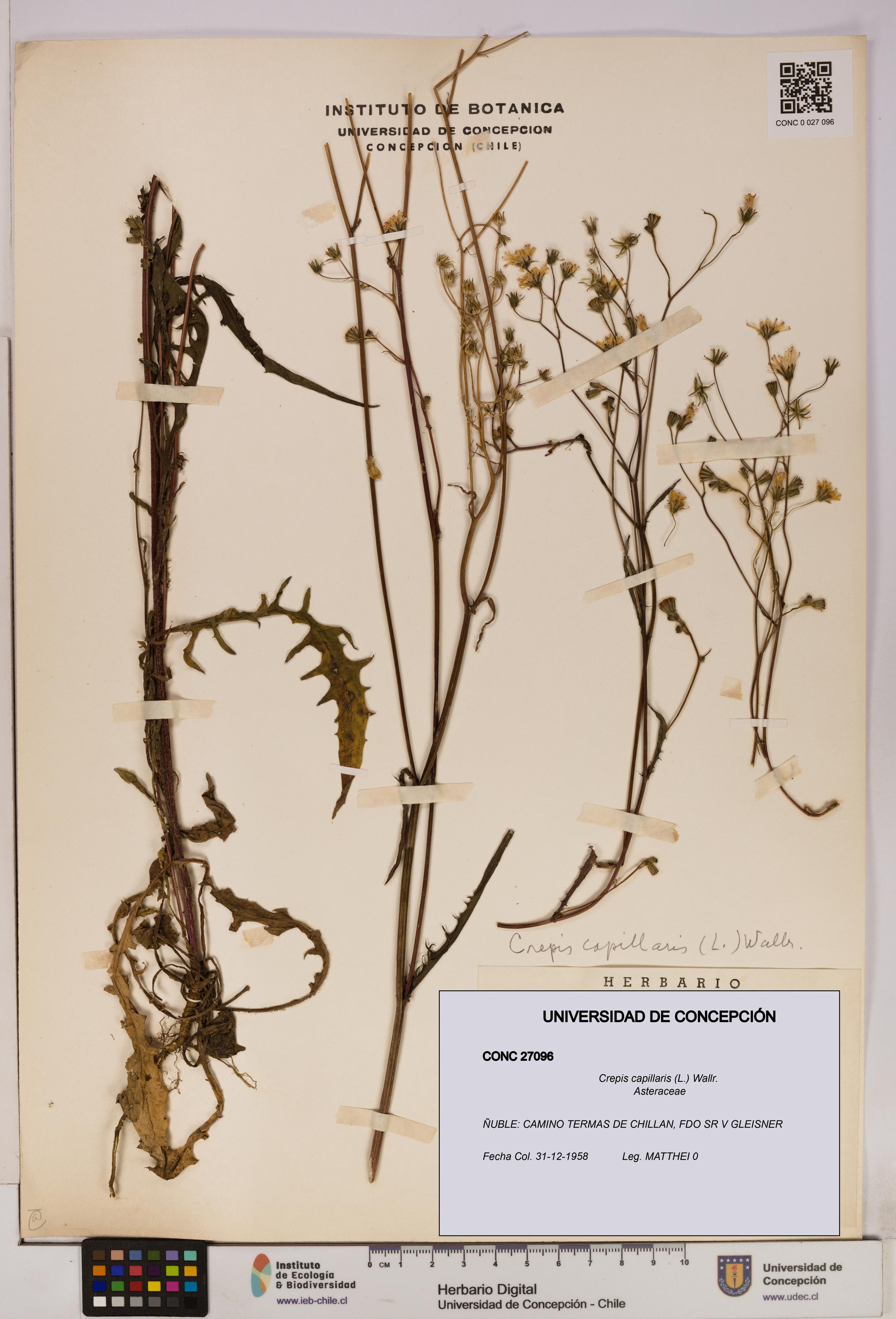 Crepis capillaris [Espécimen: UDEC:CONC:0027096]