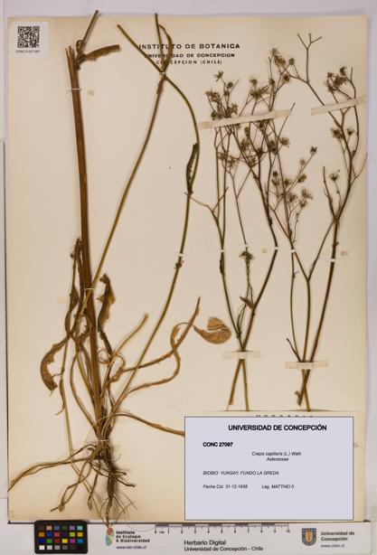 Crepis capillaris [Espécimen: UDEC:CONC:0027097]