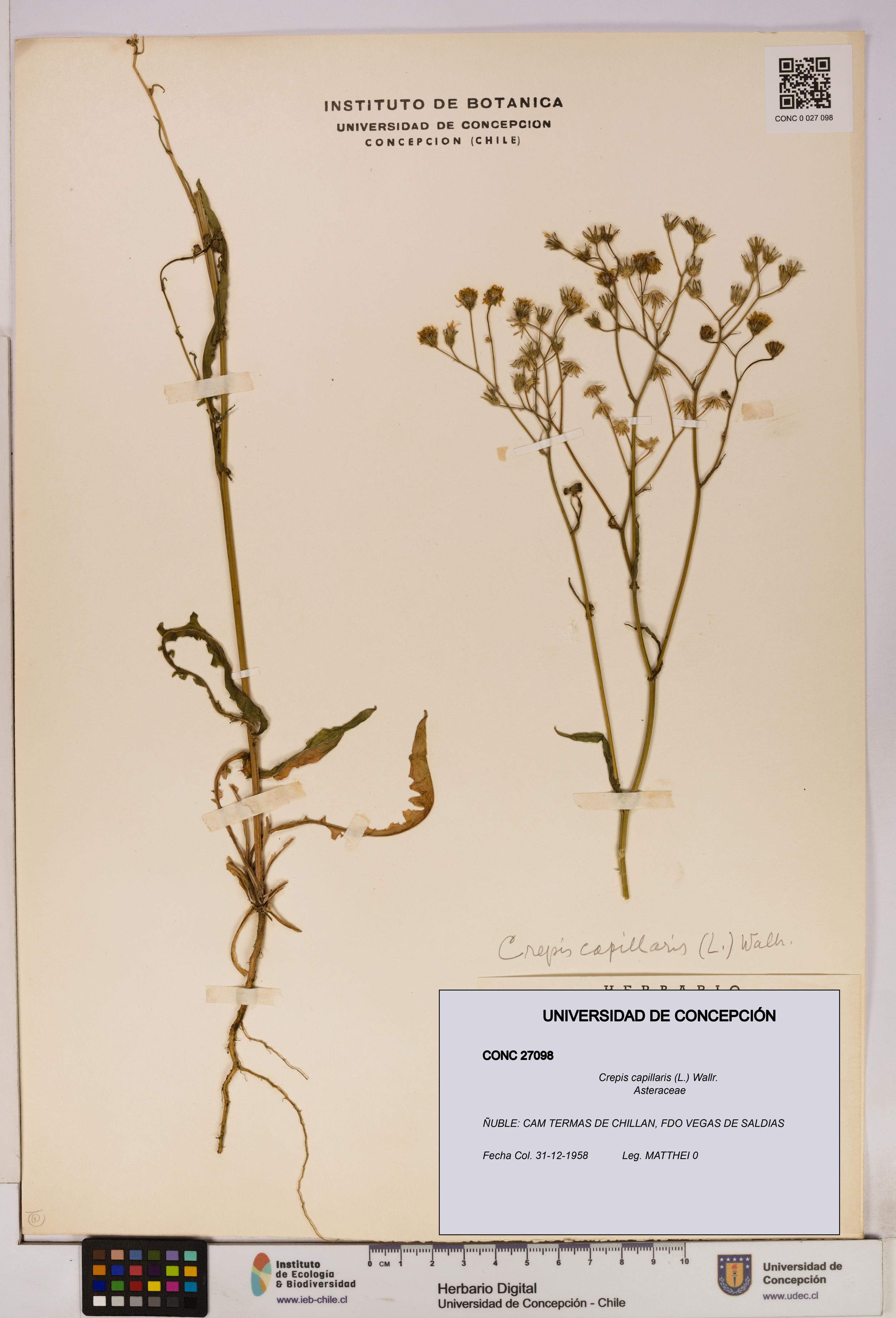 Crepis capillaris [Espécimen: UDEC:CONC:0027098]
