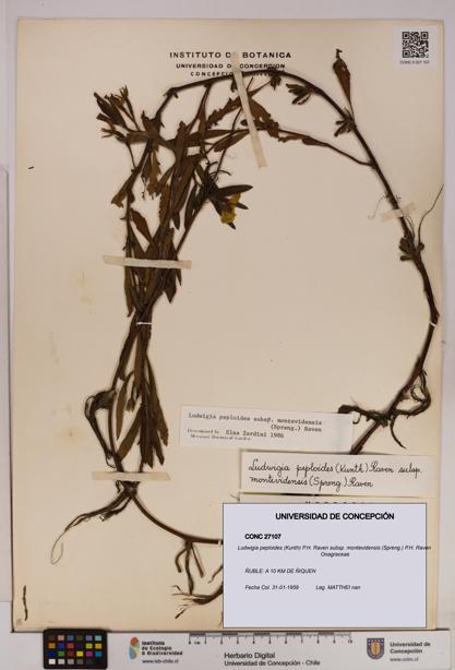 Ludwigia peploides [Espécimen: UDEC:CONC:0027107]