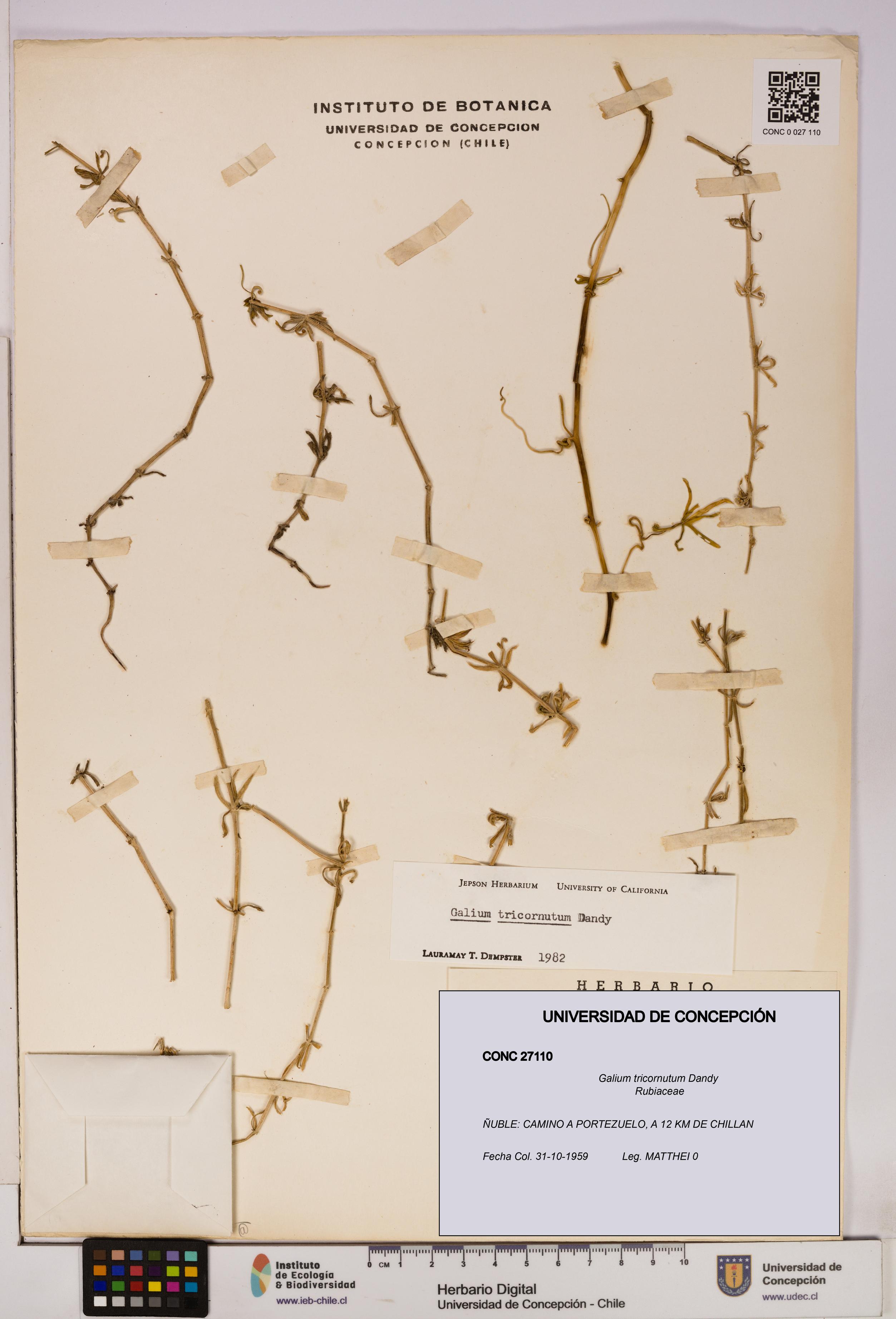 Galium tricornutum [Espécimen: UDEC:CONC:0027110]