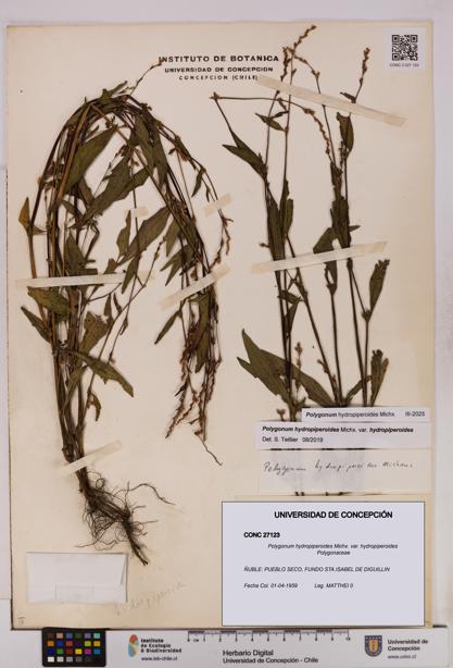Polygonum hydropiperoides var. hydropiperoides [Espécimen: UDEC:CONC:0027123]