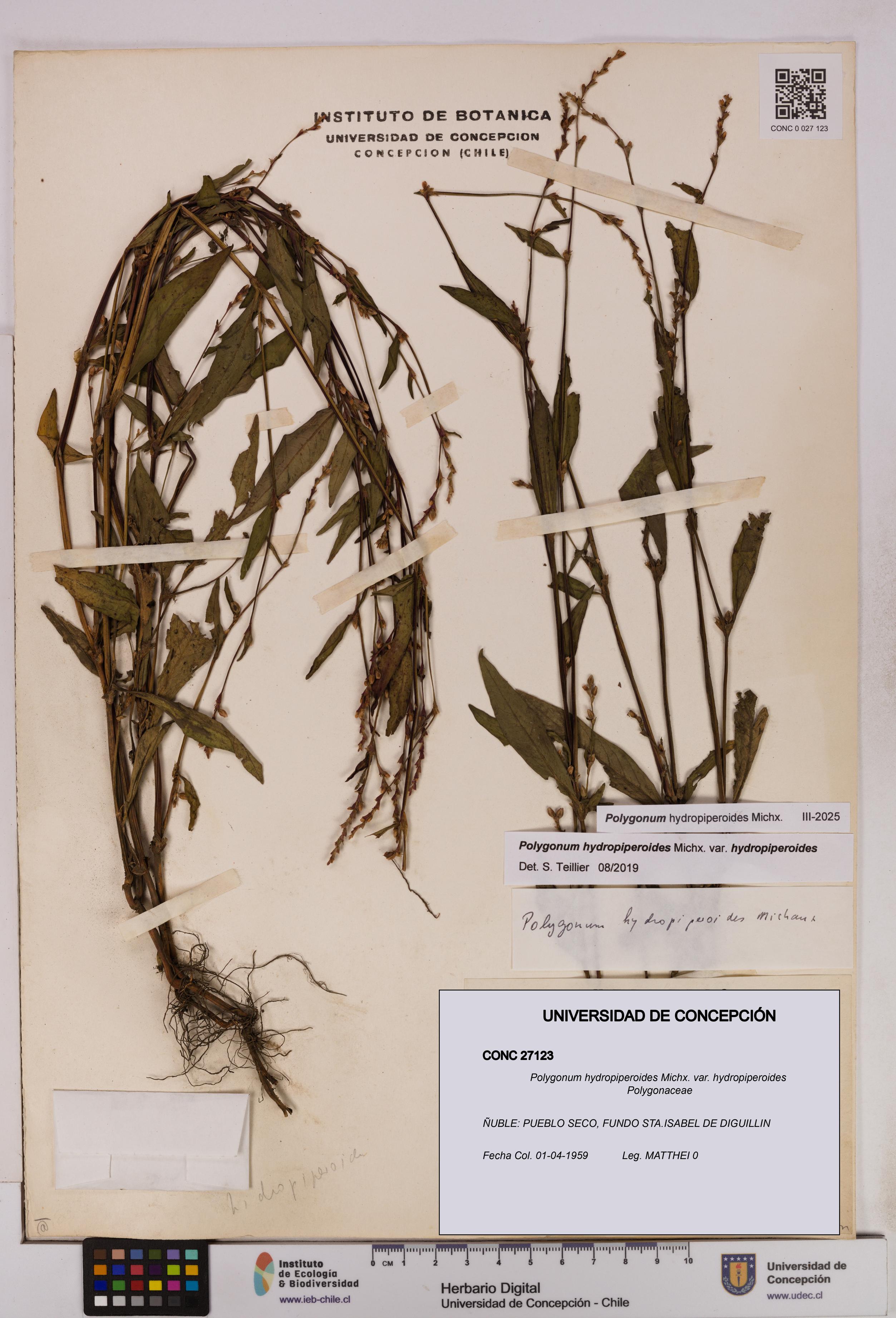 Polygonum hydropiperoides var. hydropiperoides [Espécimen: UDEC:CONC:0027123]