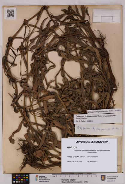 Polygonum hydropiperoides var. hydropiperoides [Espécimen: UDEC:CONC:0027133]