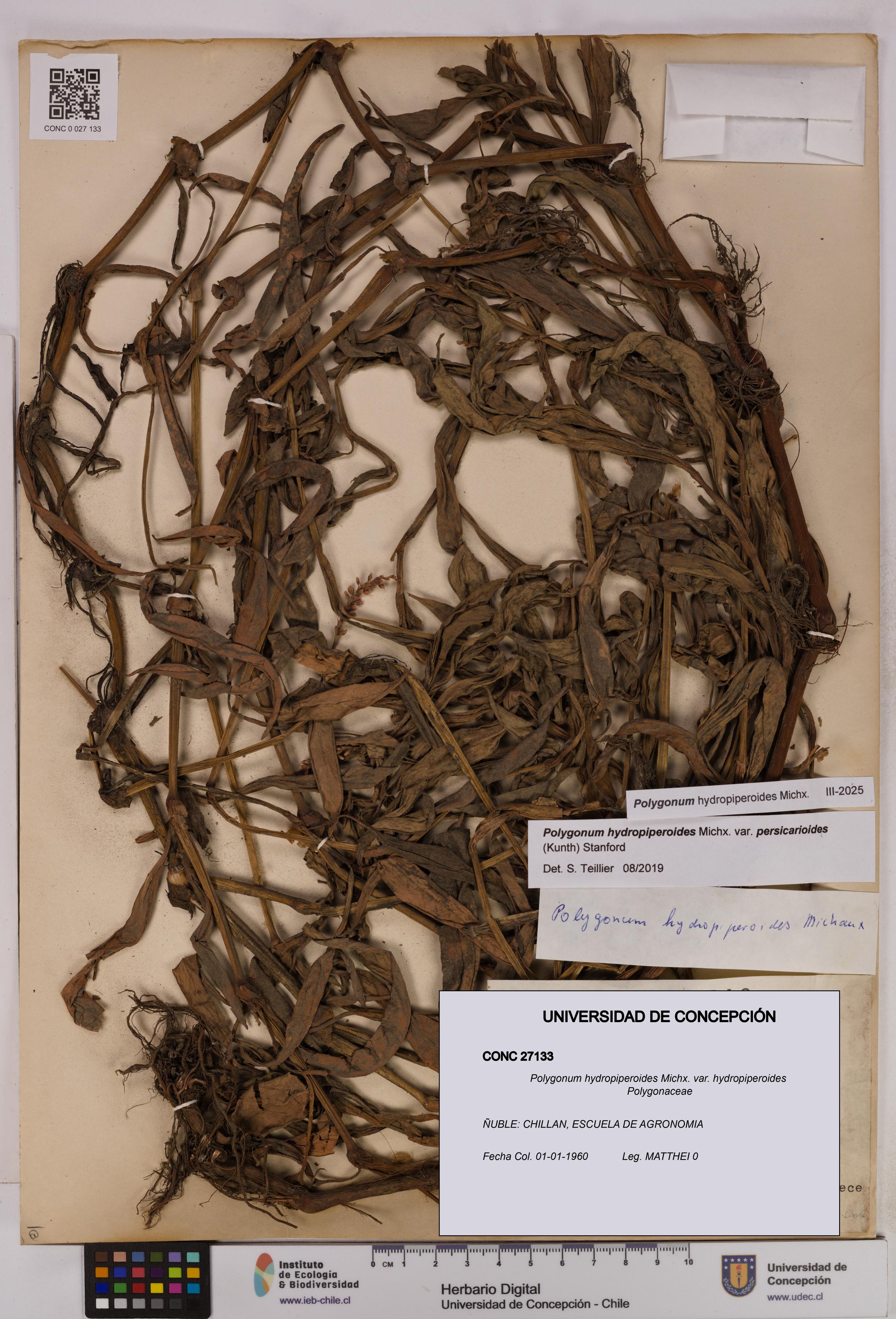 Polygonum hydropiperoides var. hydropiperoides [Espécimen: UDEC:CONC:0027133]