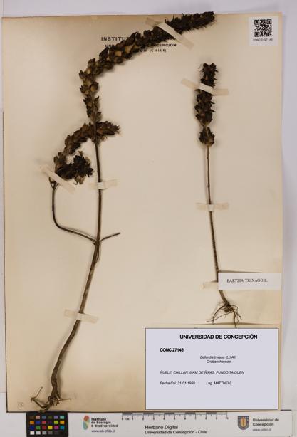 Bellardia trixago [Espécimen: UDEC:CONC:0027145]