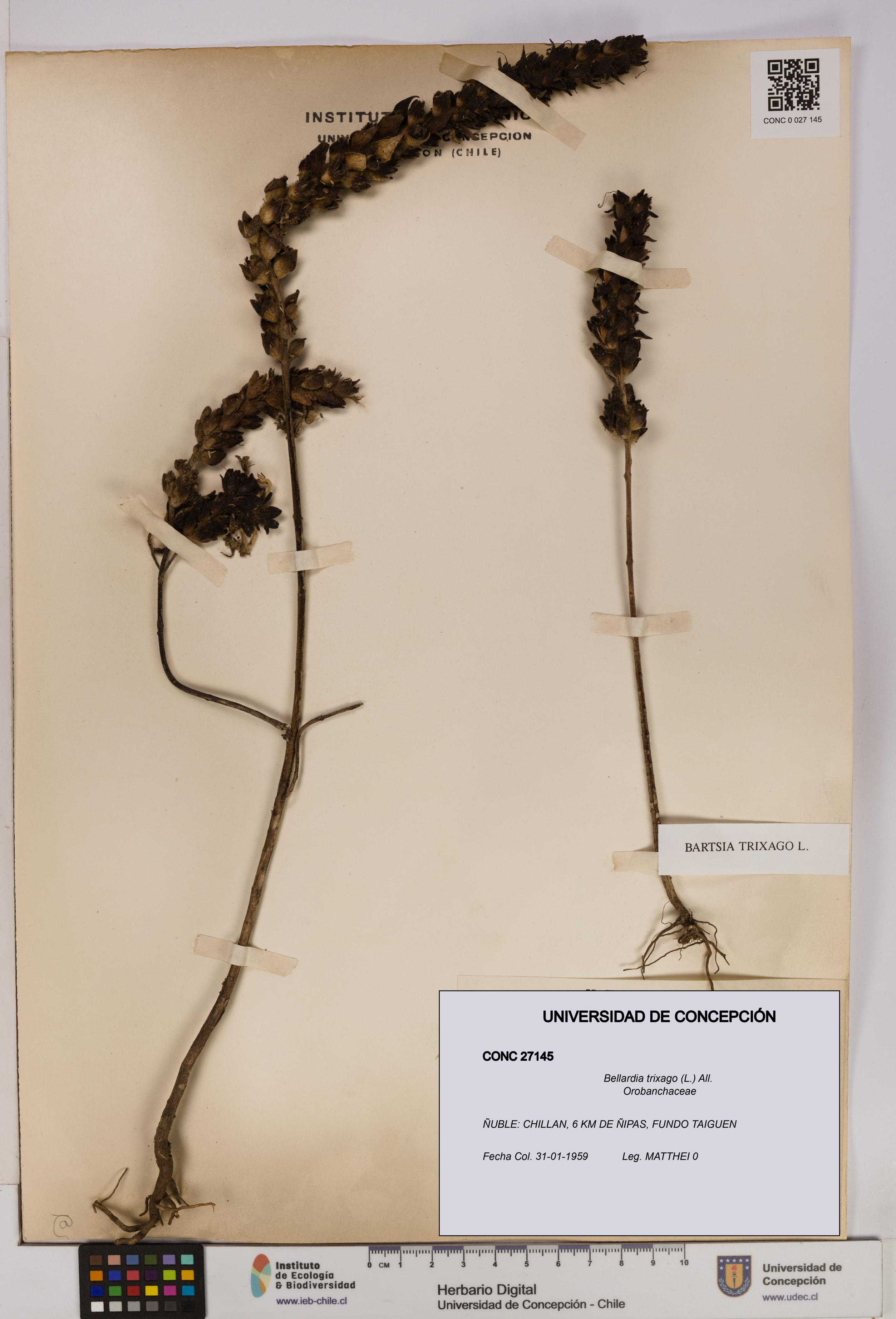 Bellardia trixago [Espécimen: UDEC:CONC:0027145]