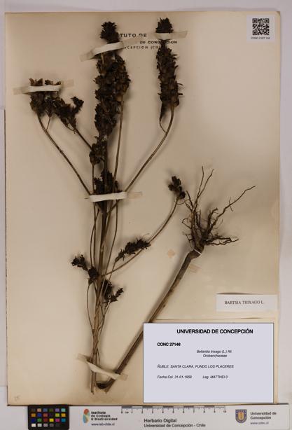 Bellardia trixago [Espécimen: UDEC:CONC:0027146]