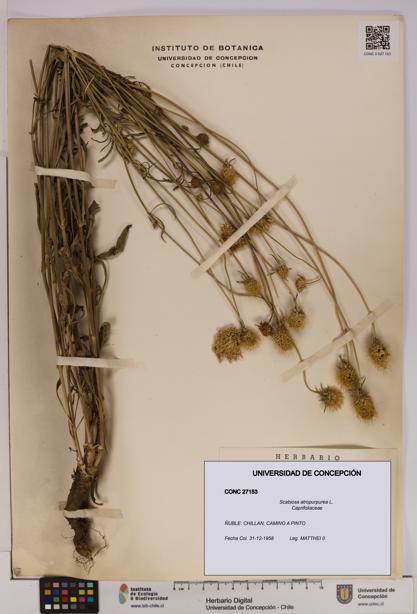 Scabiosa atropurpurea [Espécimen: UDEC:CONC:0027153]