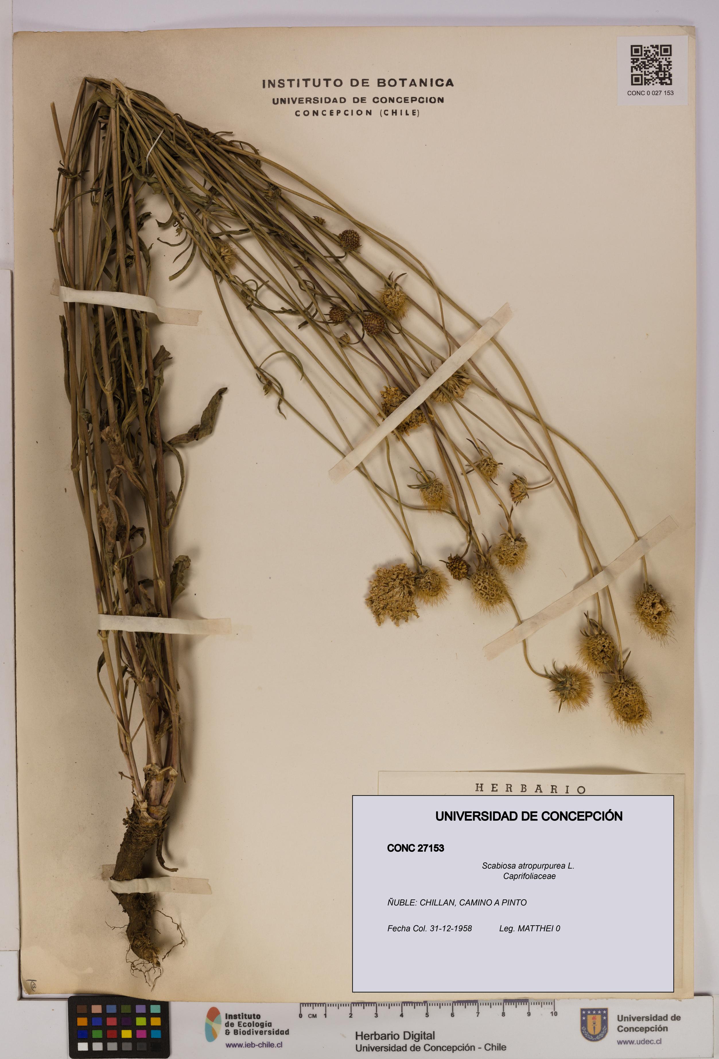 Scabiosa atropurpurea [Espécimen: UDEC:CONC:0027153]