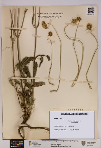 Scabiosa atropurpurea [Espécimen: UDEC:CONC:0027174]