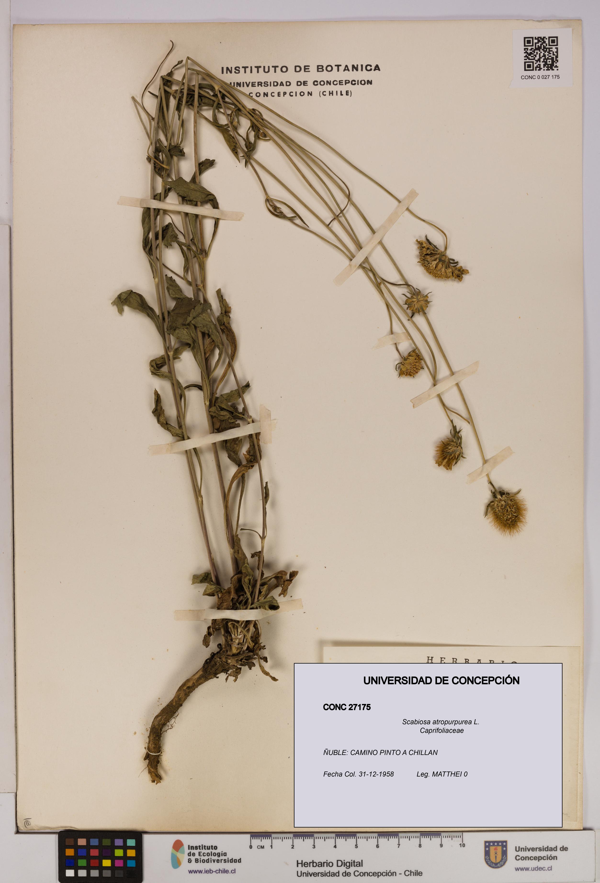 Scabiosa atropurpurea [Espécimen: UDEC:CONC:0027175]