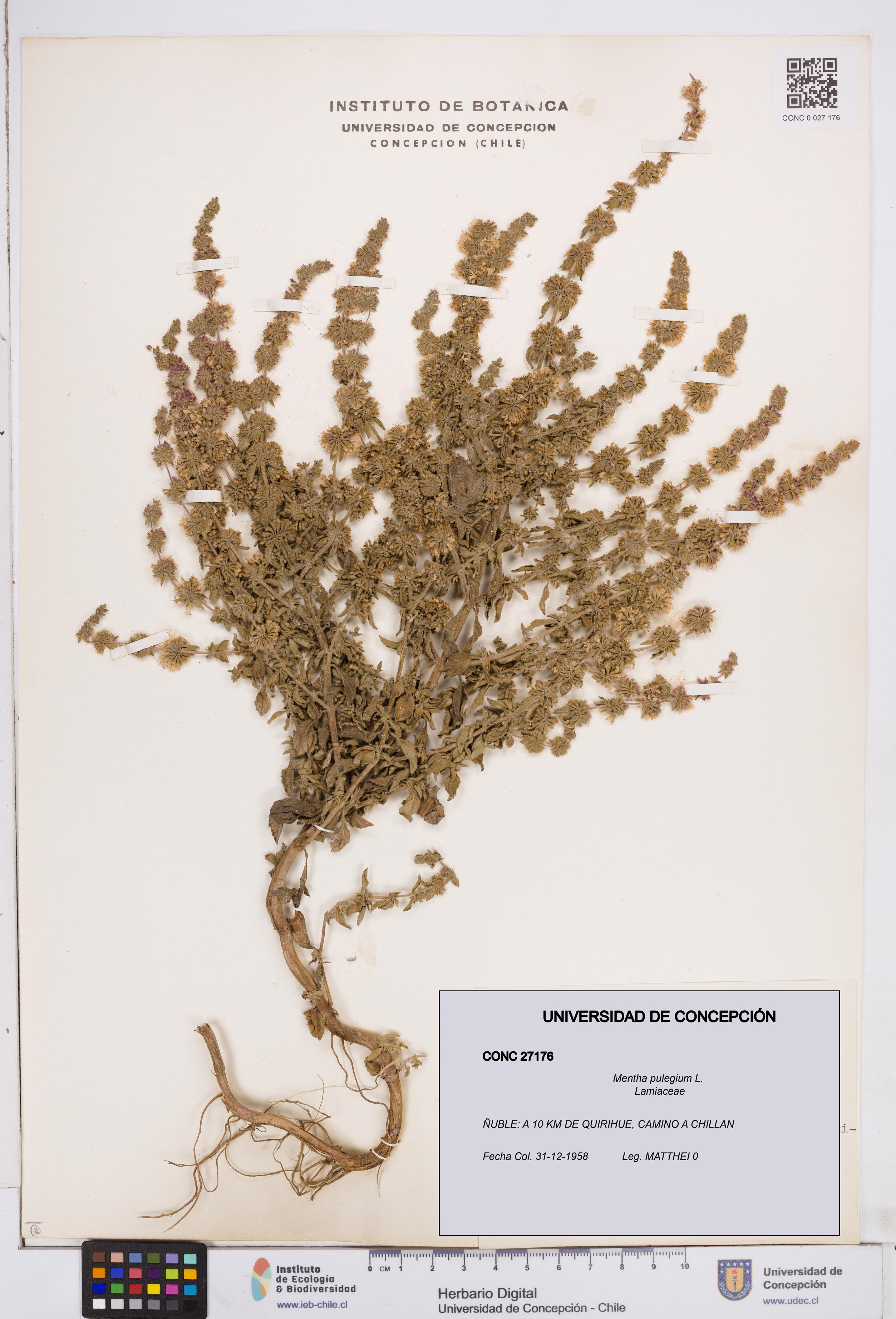 Mentha pulegium [Espécimen: ]