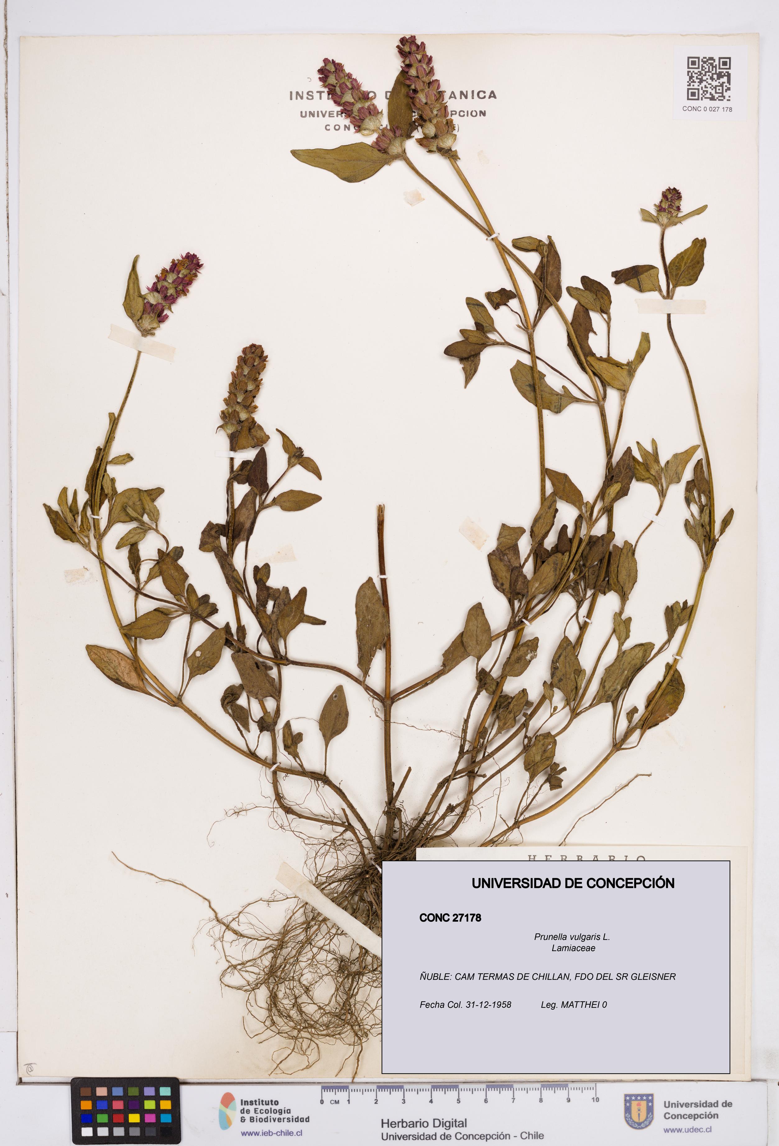 Prunella vulgaris [Espécimen: ]