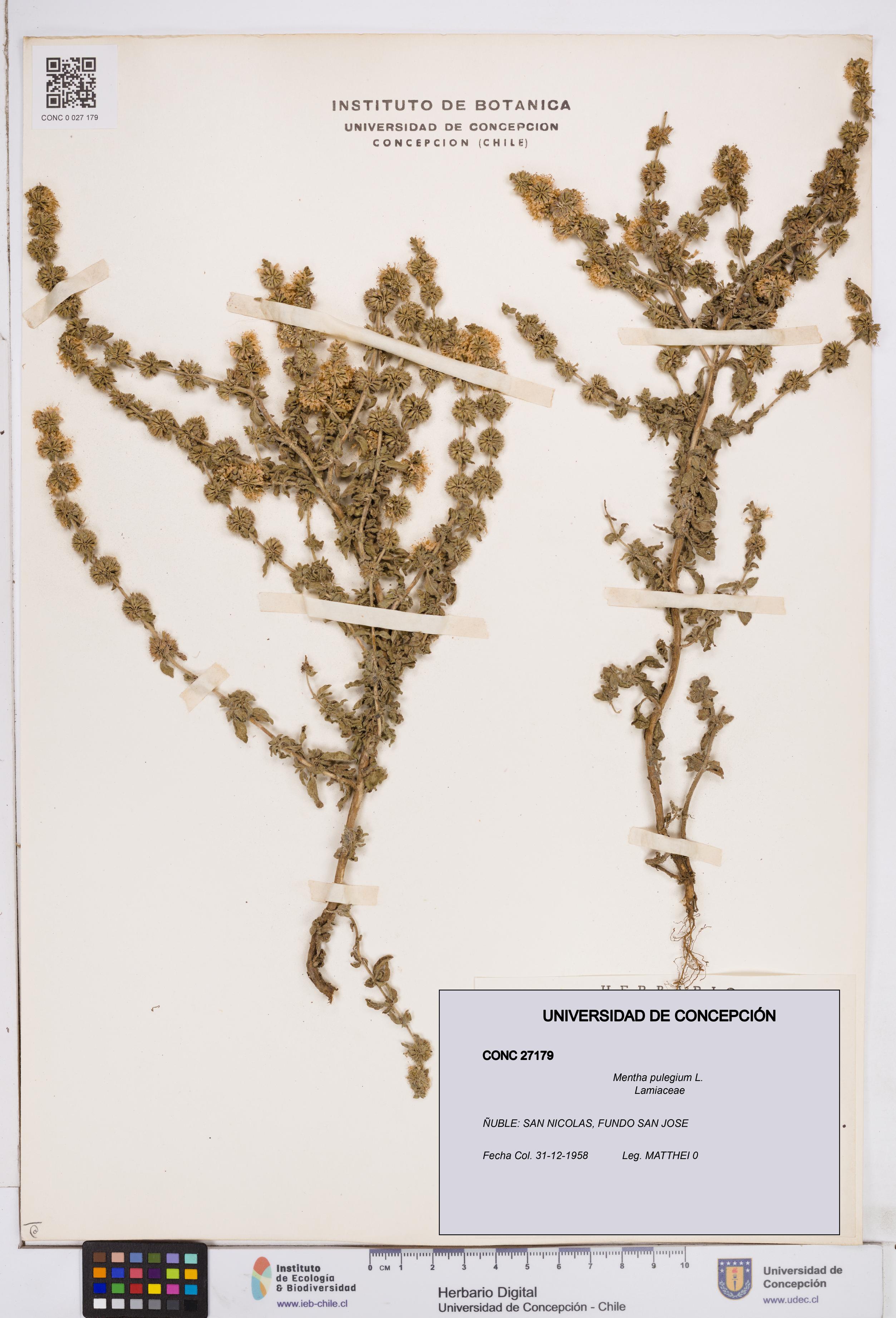 Mentha pulegium [Espécimen: ]