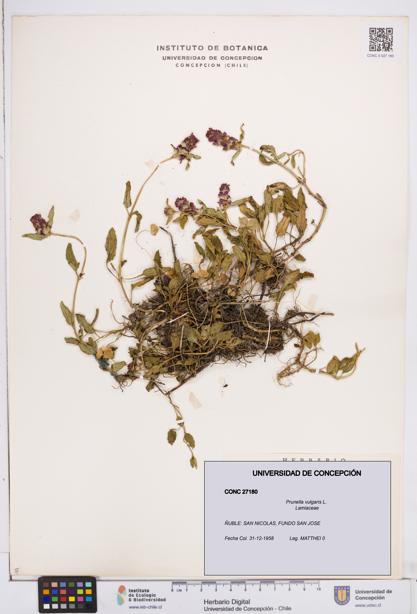 Prunella vulgaris [Espécimen: ]
