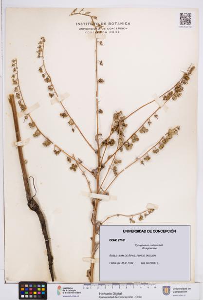 Cynoglossum creticum [Espécimen: ]