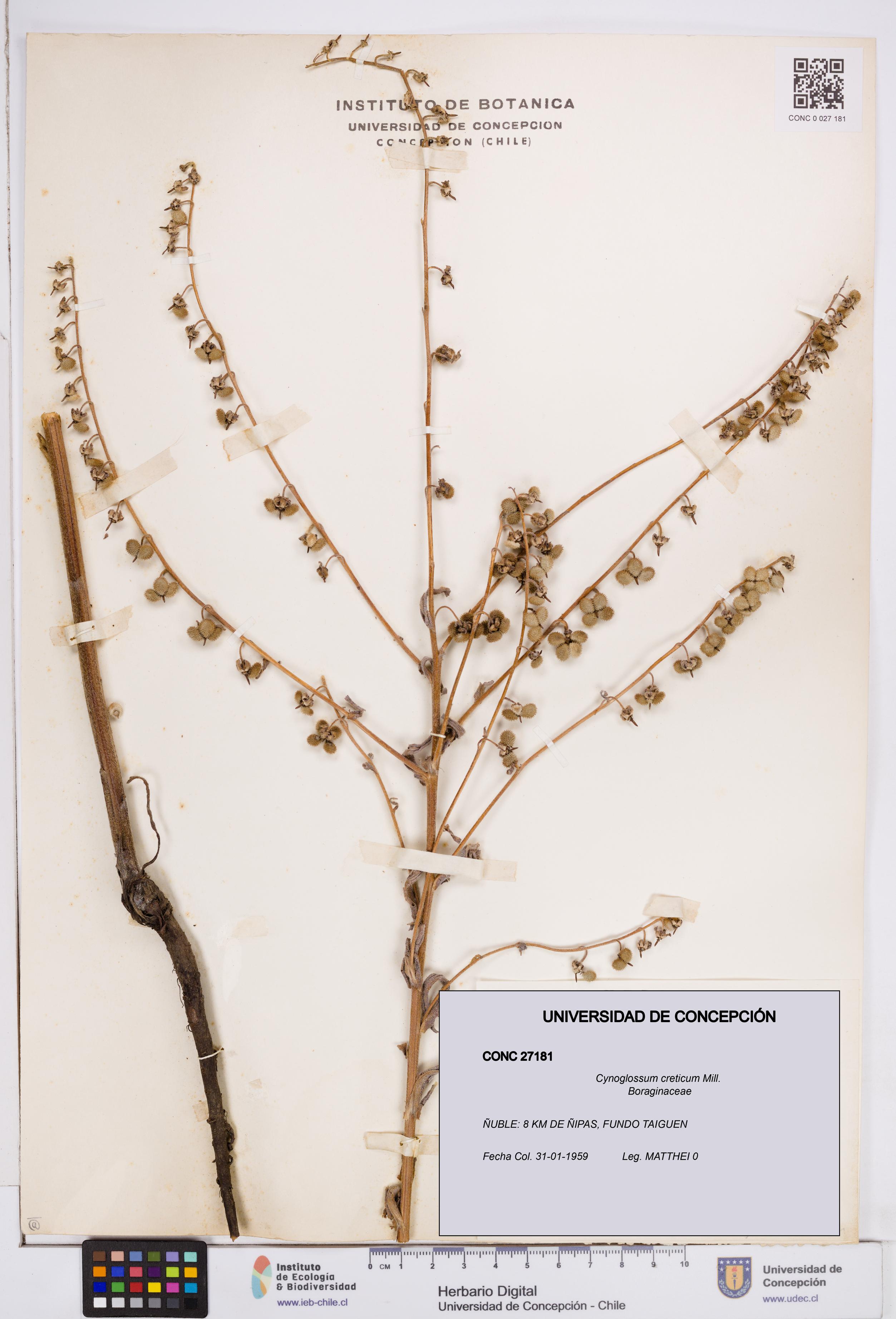 Cynoglossum creticum [Espécimen: ]