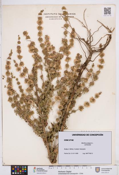 Mentha pulegium [Espécimen: ]