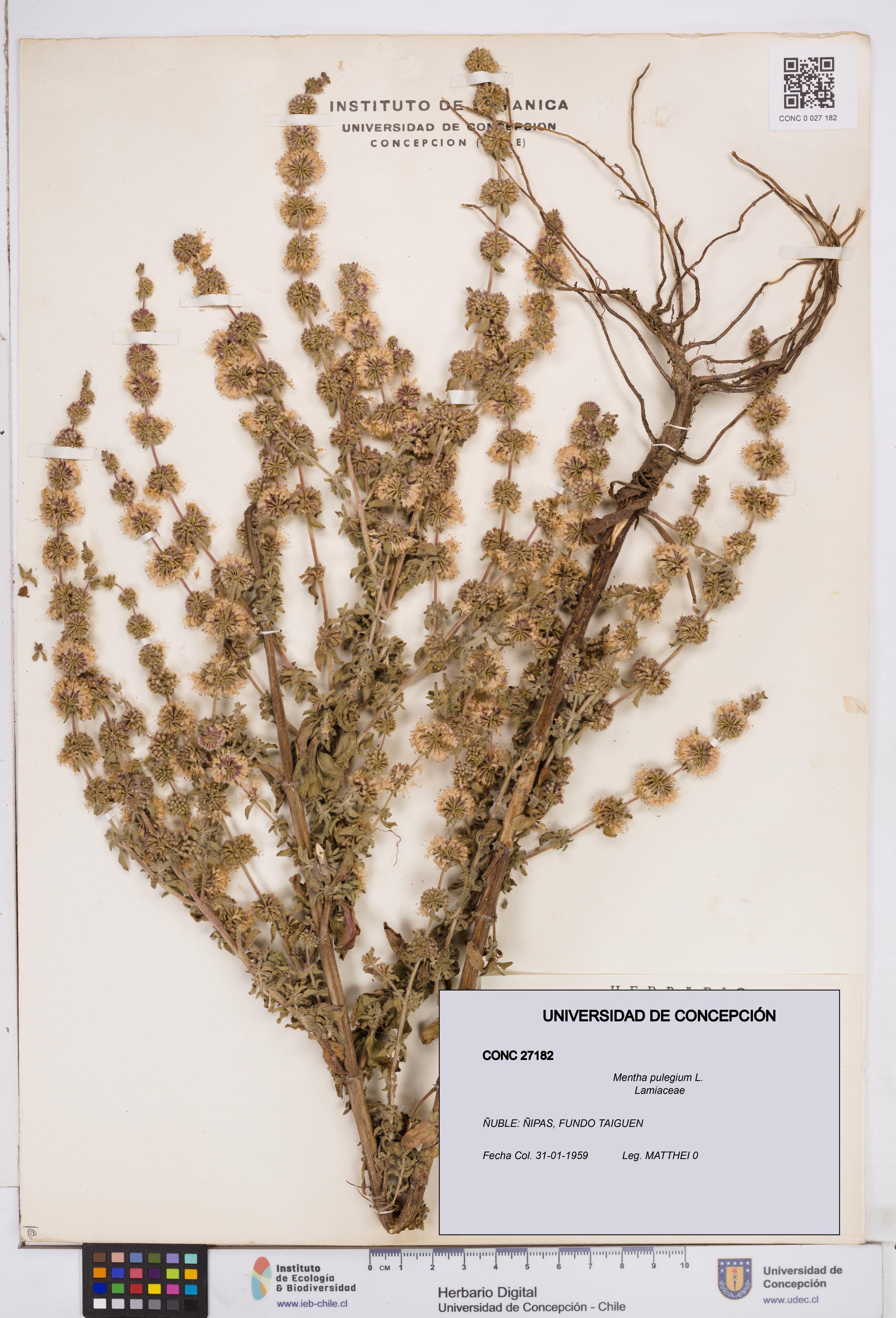 Mentha pulegium [Espécimen: ]