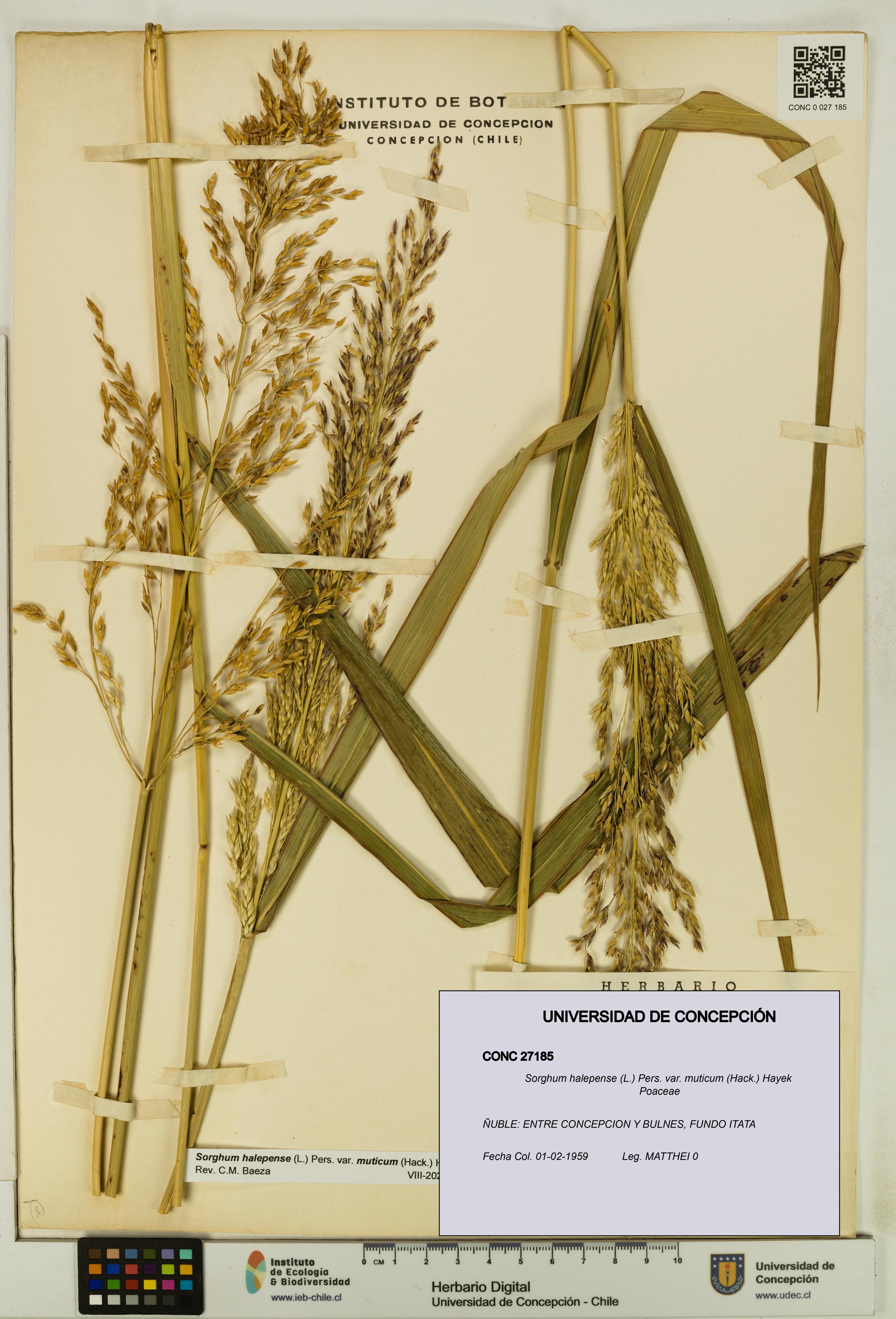 Sorghum halepense var. muticum [Espécimen: UDEC:CONC:0027185]