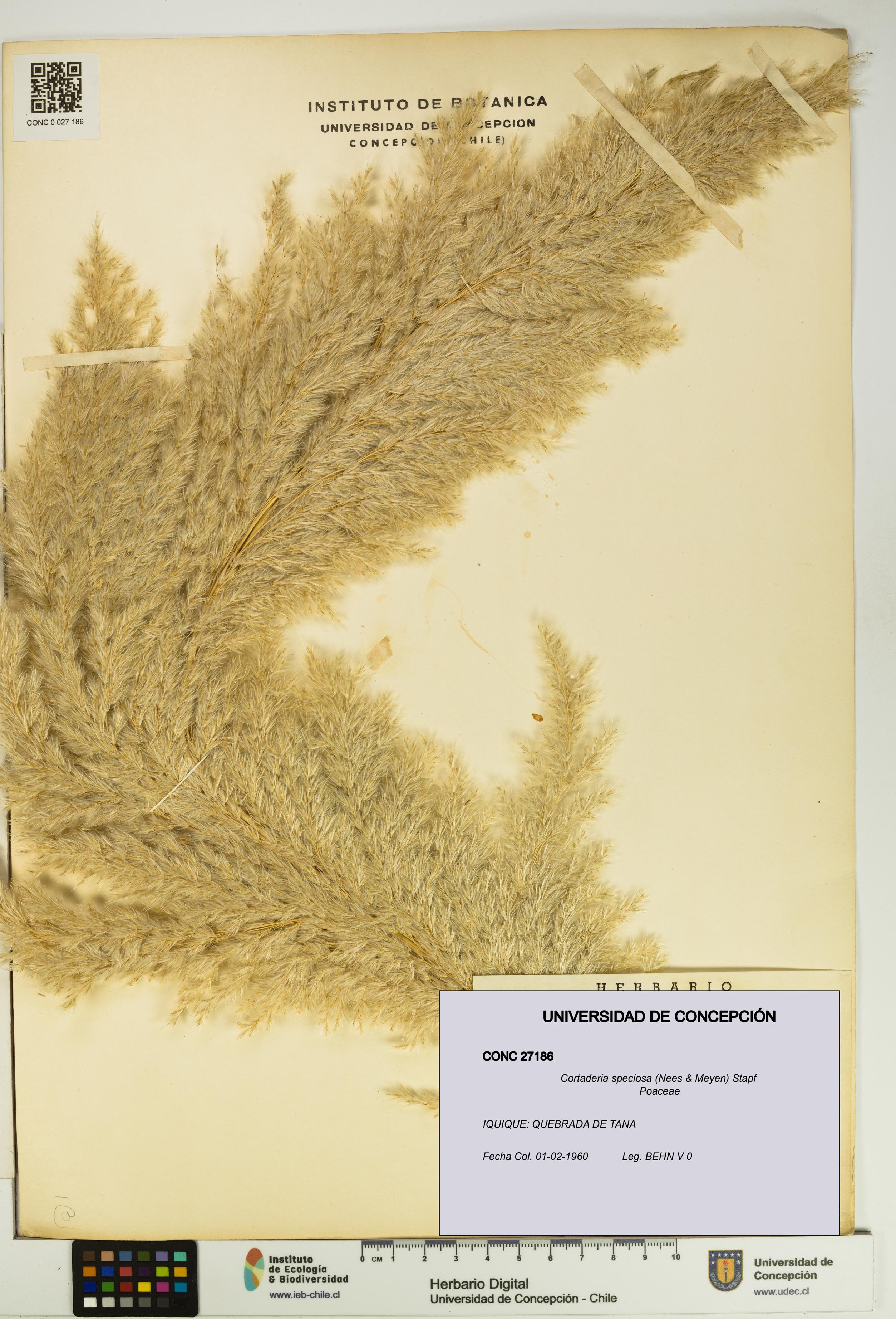 Cortaderia speciosa [Espécimen: UDEC:CONC:0027186]