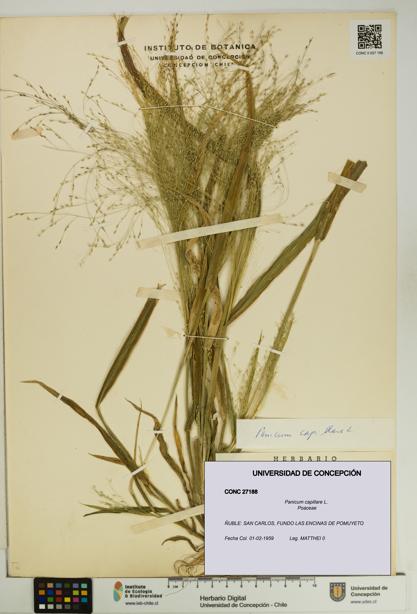 Panicum capillare [Espécimen: UDEC:CONC:0027188]