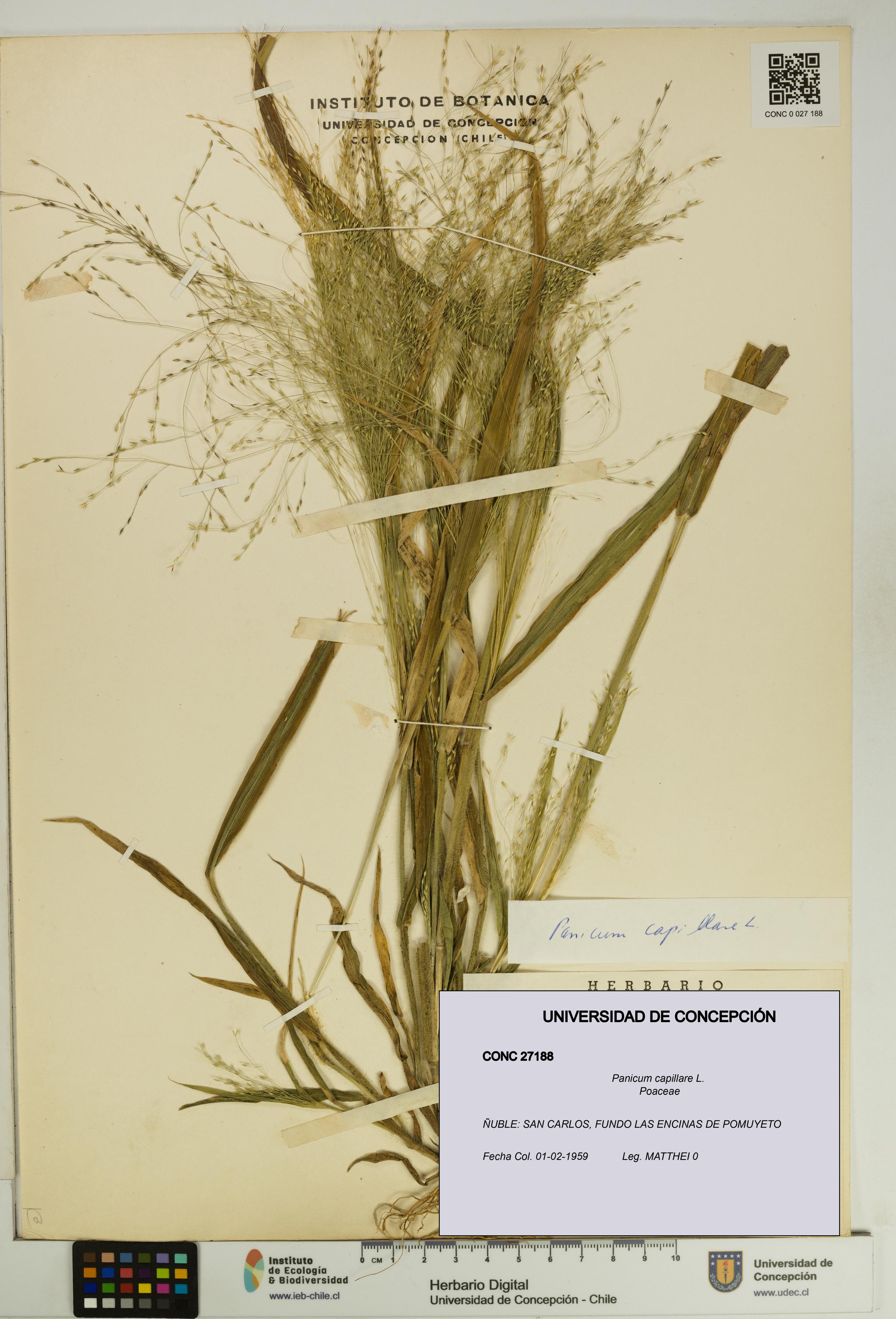 Panicum capillare [Espécimen: UDEC:CONC:0027188]