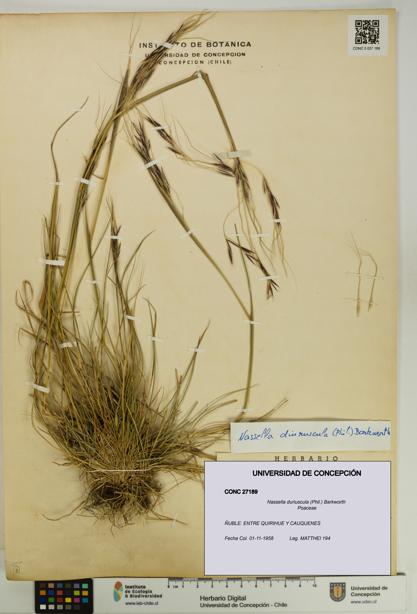 Nassella duriuscula [Espécimen: UDEC:CONC:0027189]