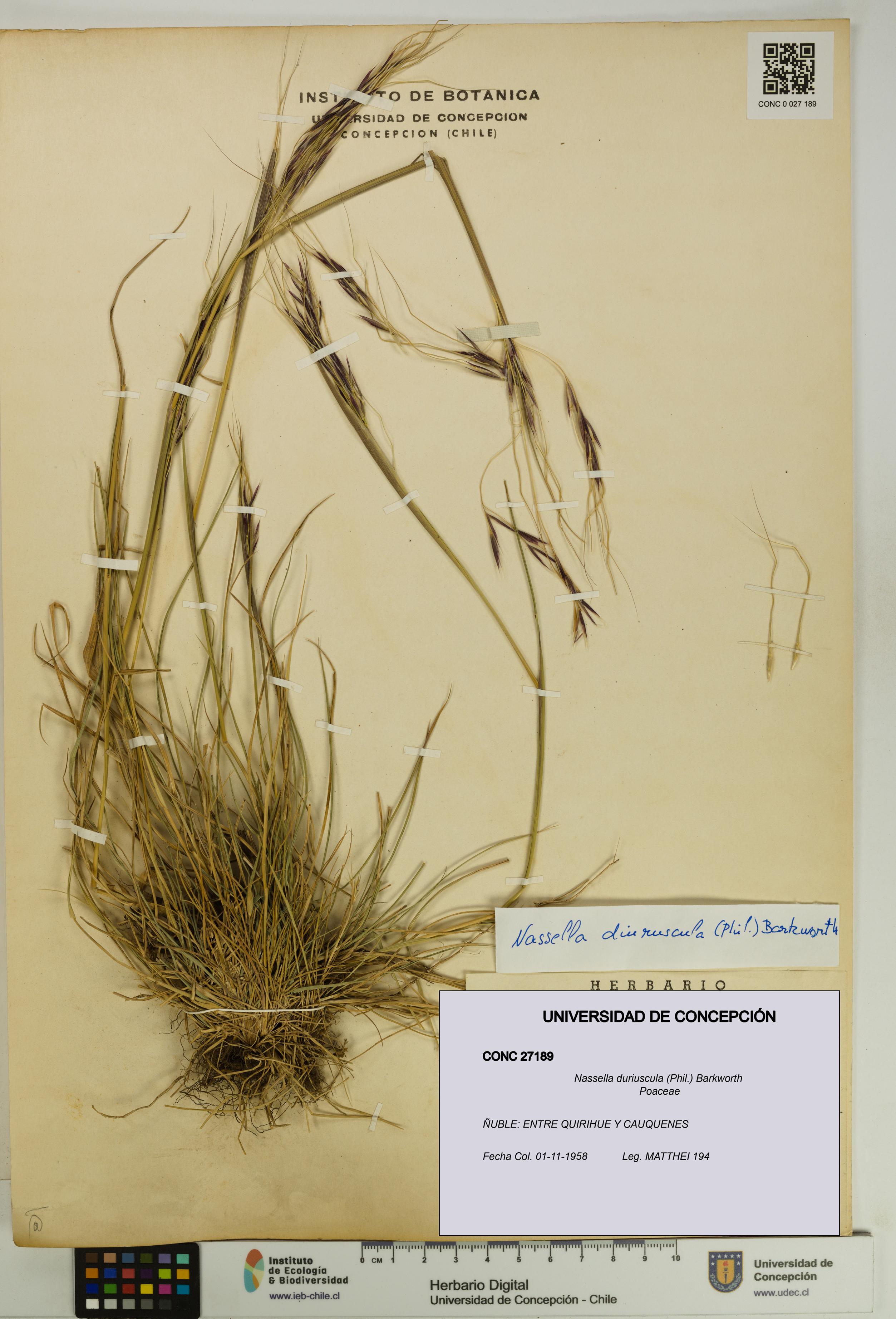Nassella duriuscula [Espécimen: UDEC:CONC:0027189]