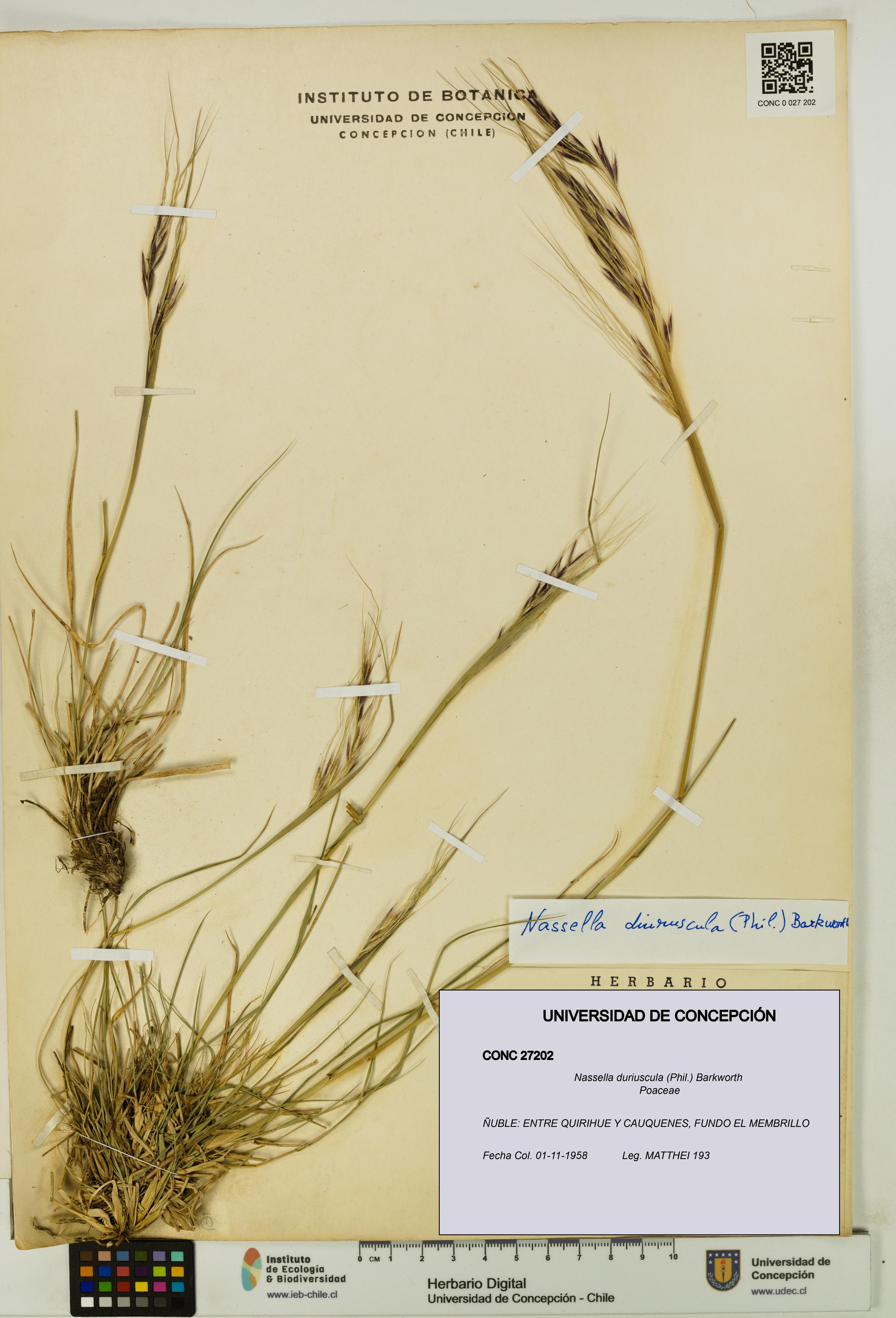 Nassella duriuscula [Espécimen: UDEC:CONC:0027202]