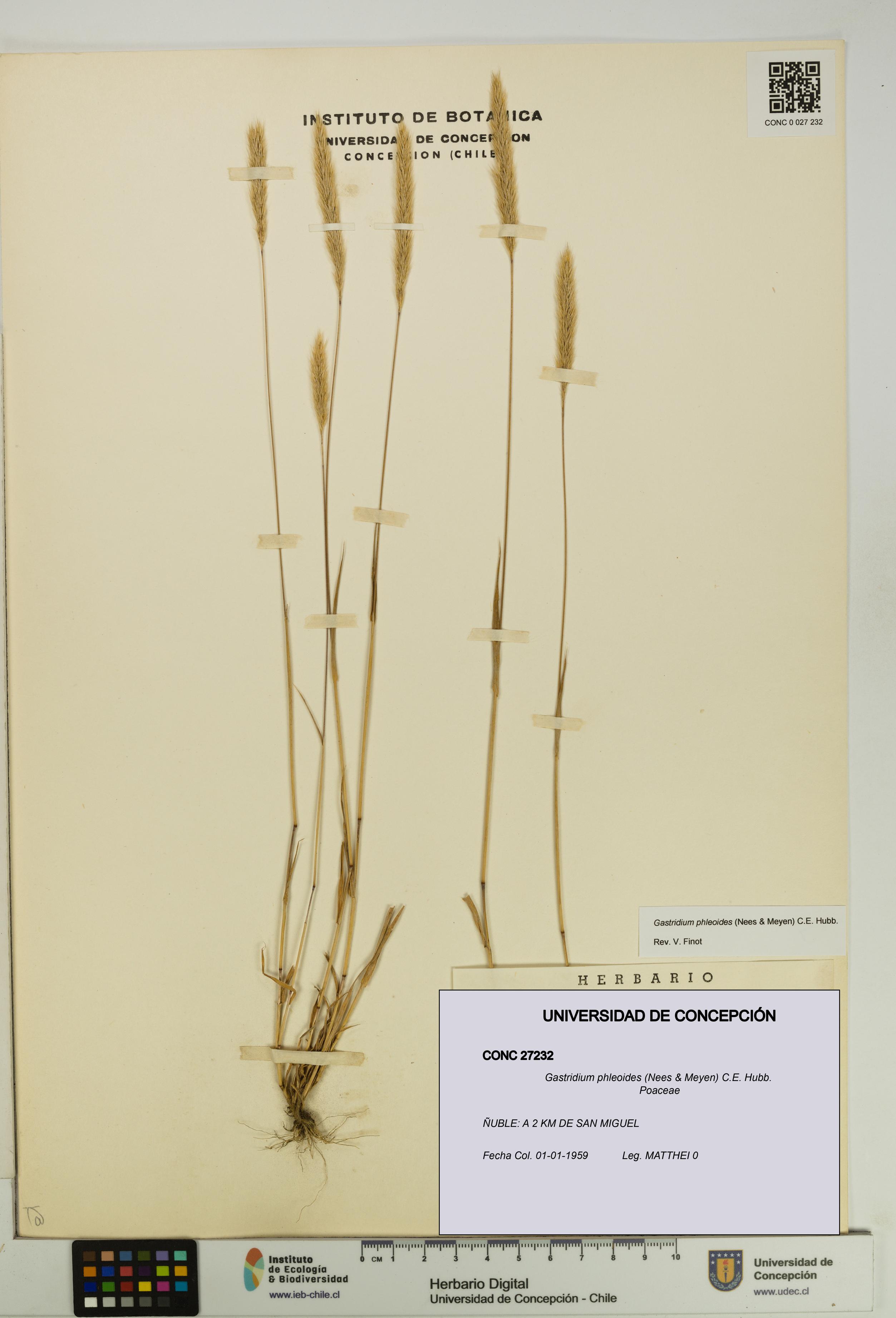 Gastridium phleoides [Espécimen: UDEC:CONC:0027232]