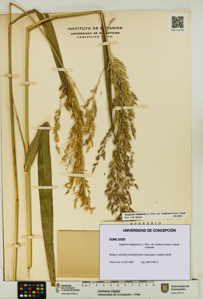 Sorghum halepense var. muticum [Espécimen: UDEC:CONC:0027237]